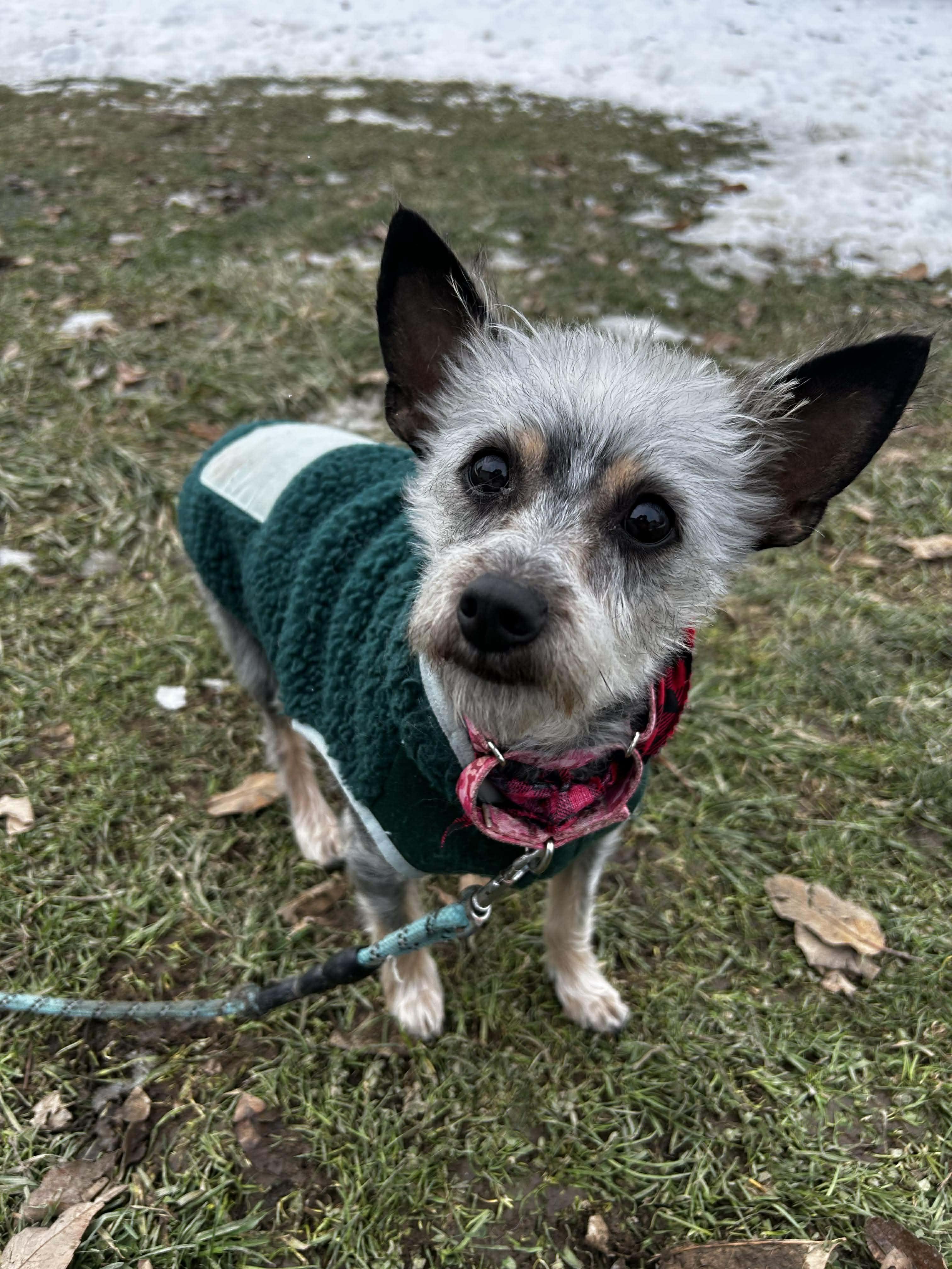 Enlarge Nutmeg, a ADOPTABLE mixed breed in Brunswick, OH image 2/4