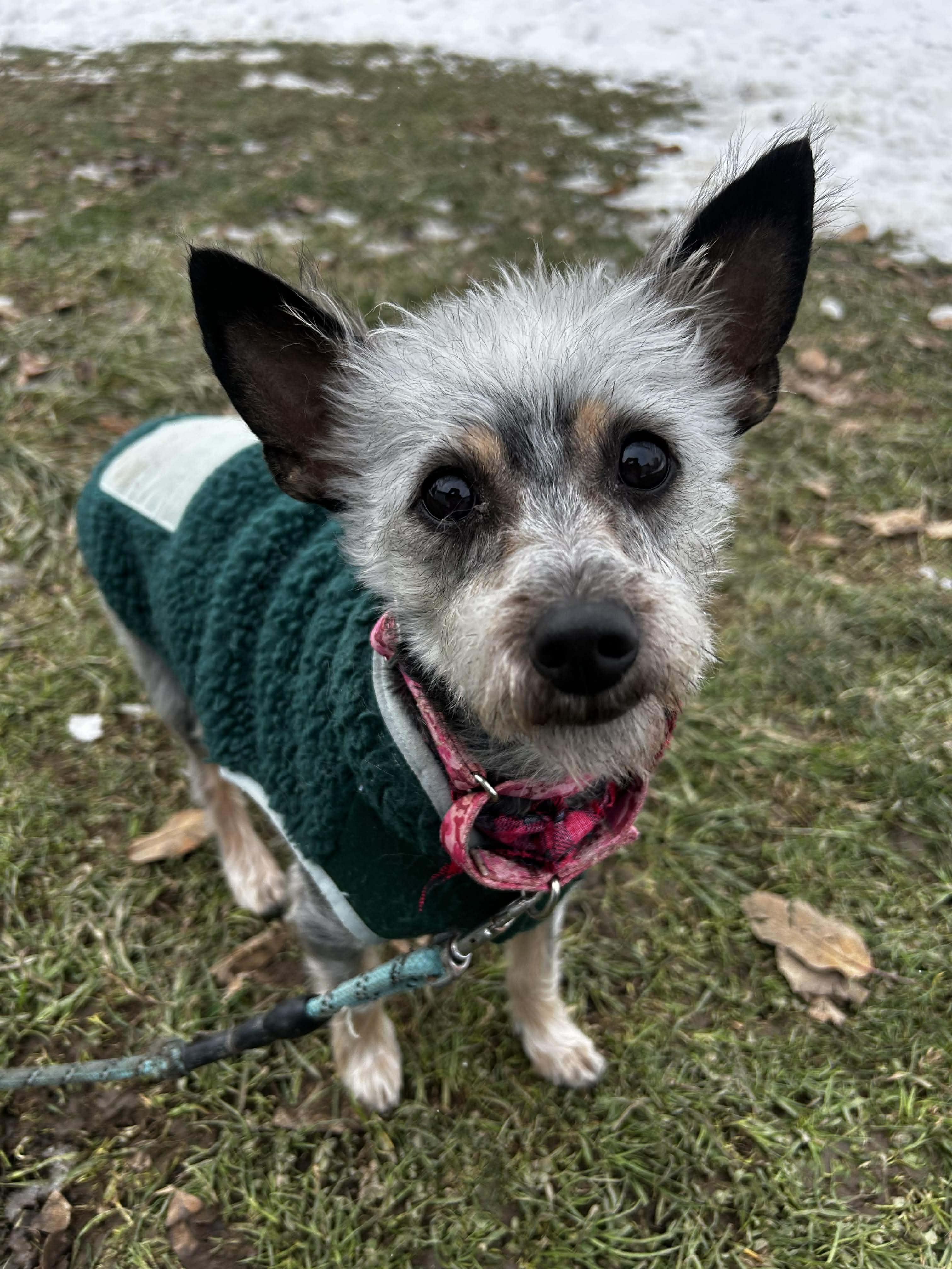 Nutmeg, ADOPTABLE, Adult Female Terrier.