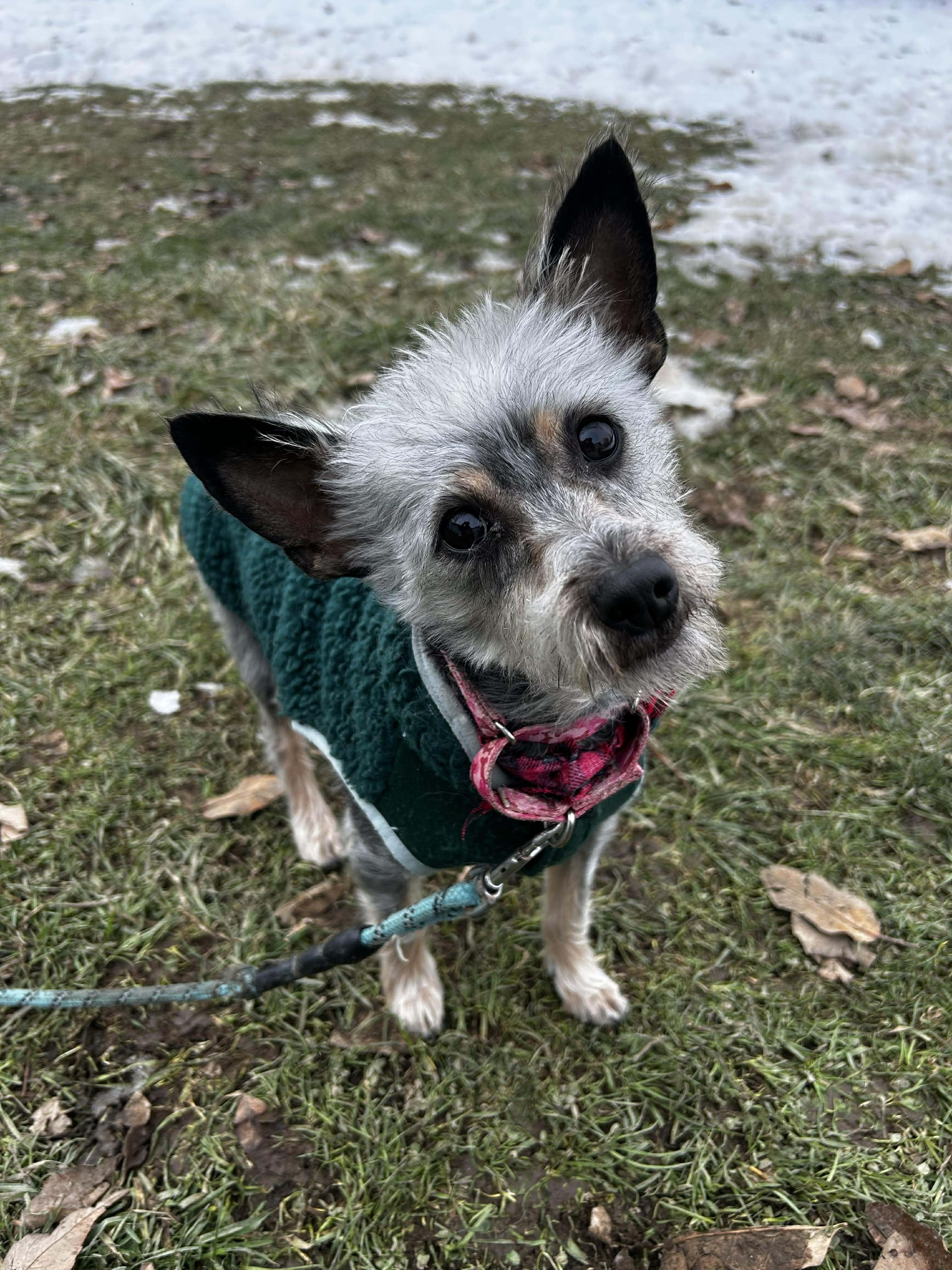 Enlarge Nutmeg, a ADOPTABLE mixed breed in Brunswick, OH image 3/4
