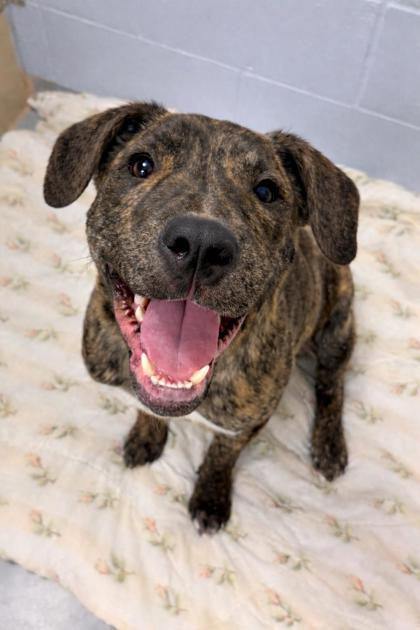 Japan, Adoptable, Young Male Mixed Breed & Mixed Breed.