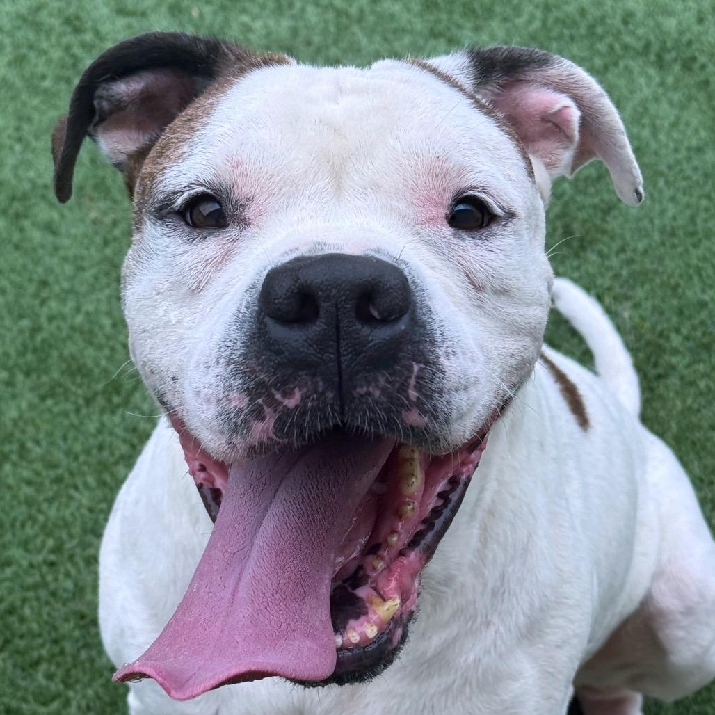 Benjamin (Apollo), Adoptable, Senior Male American Bulldog & Mixed Breed.
