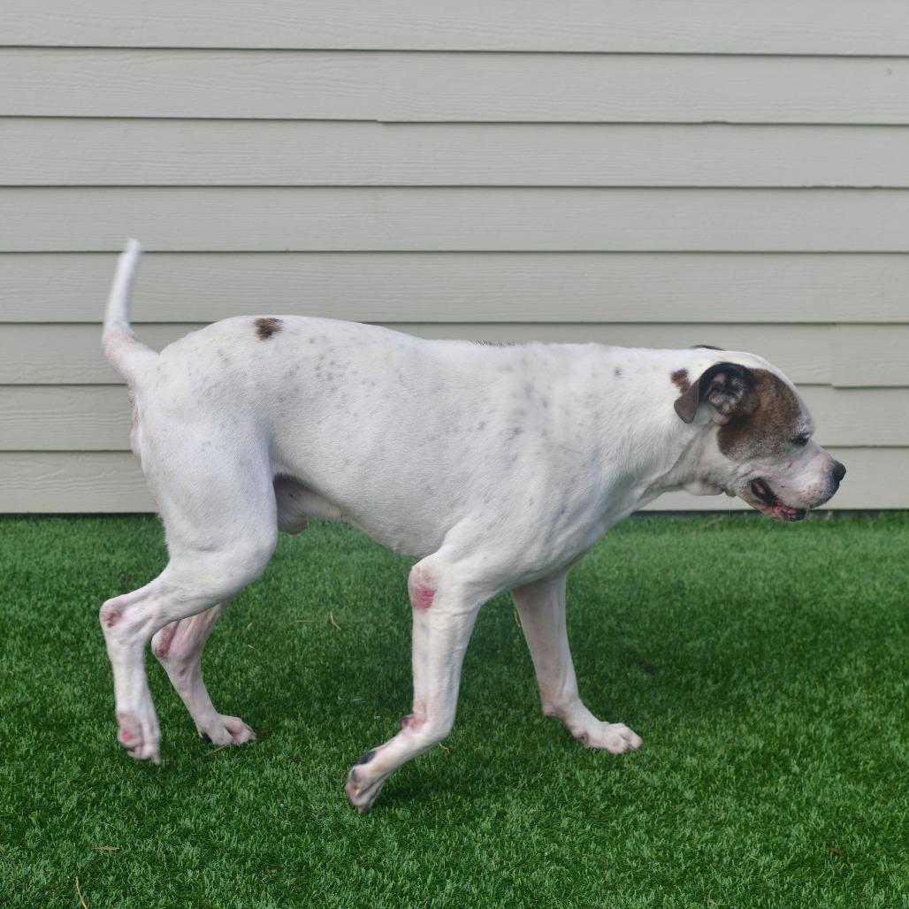 Enlarge Benjamin (Apollo), a Adoptable mixed breed in Ottawa, KS image 2/2