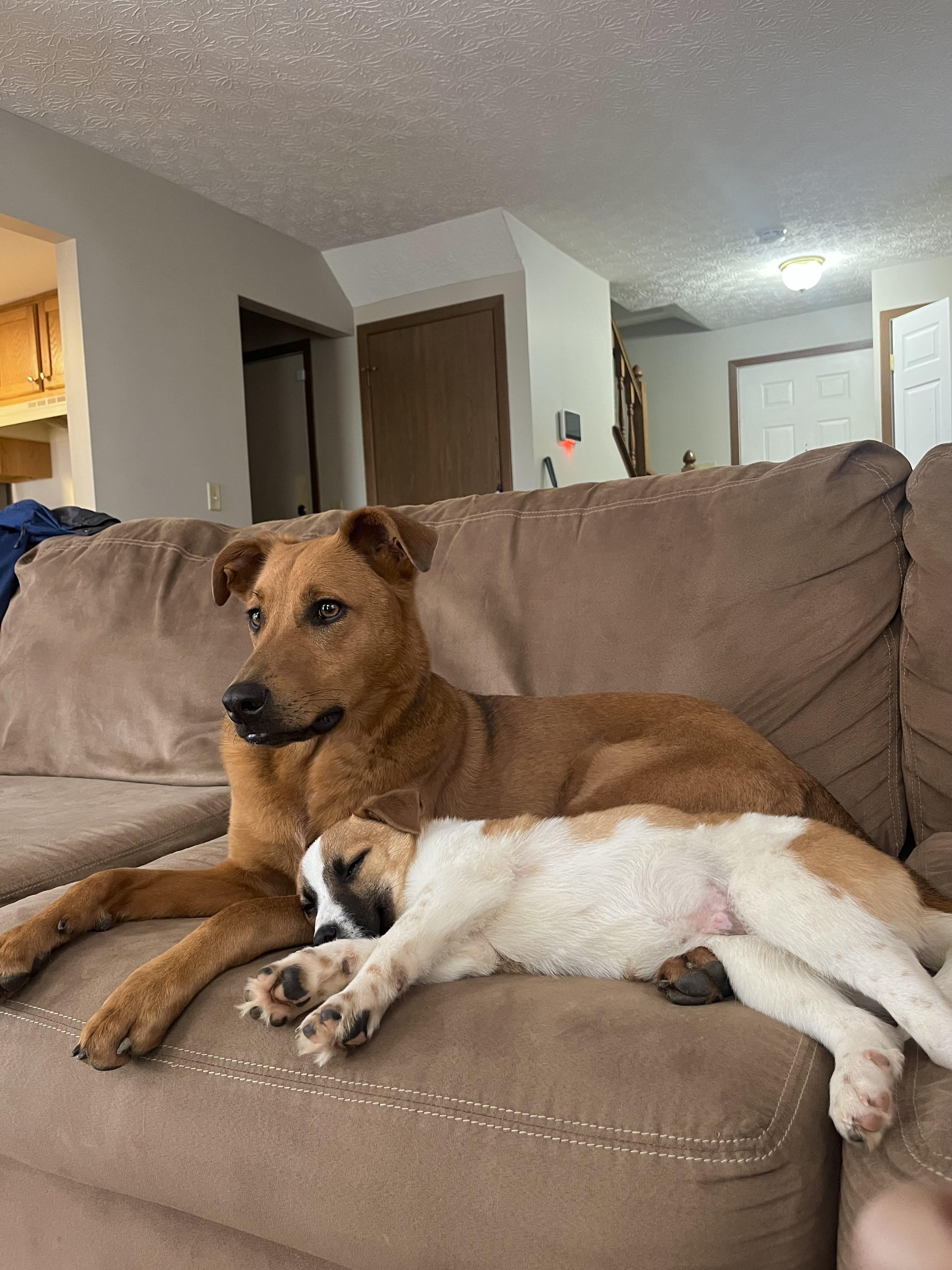 Enlarge Pancake - Breakfast Litter, an adopted mixed breed in Columbus, OH image 2/6