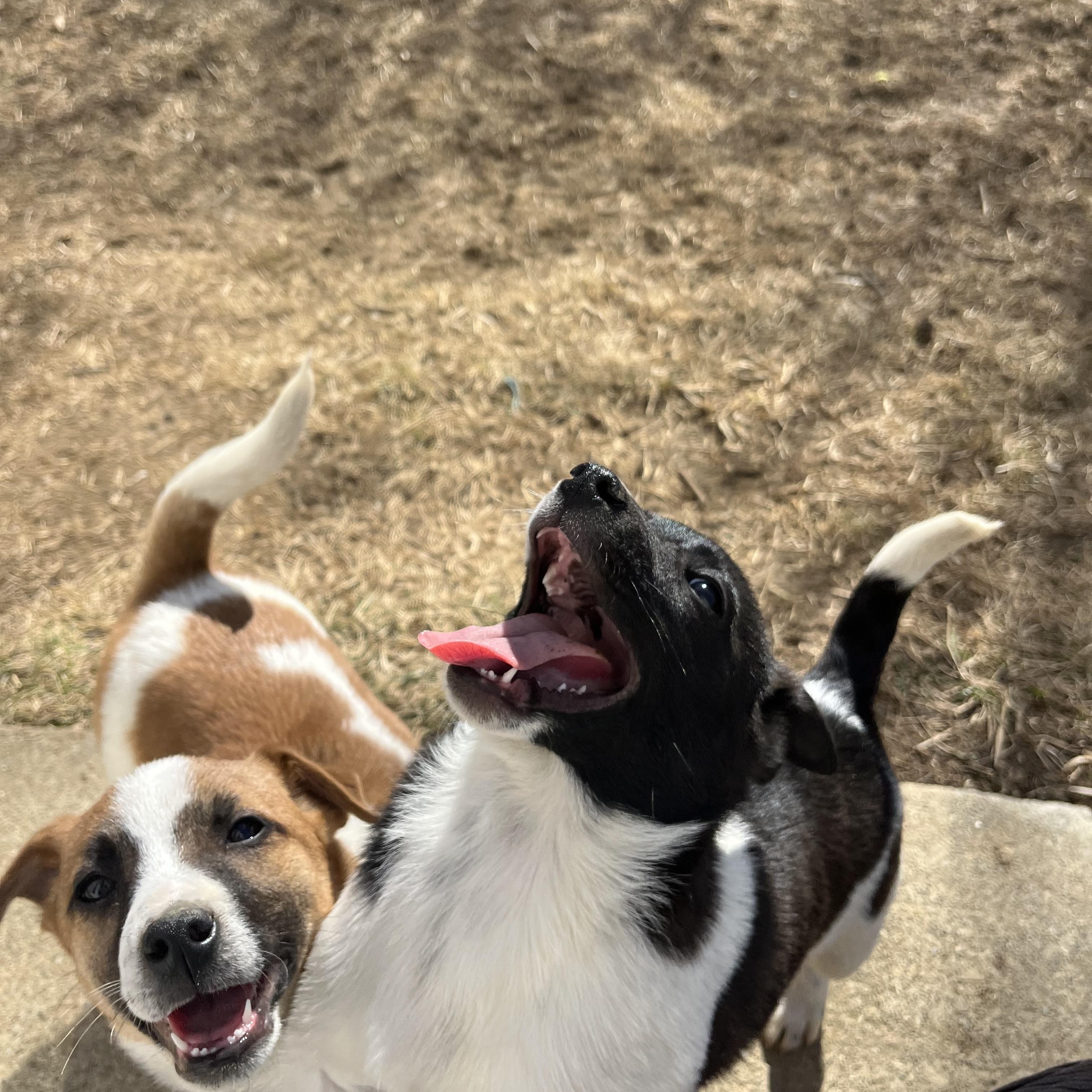 Enlarge Pancake - Breakfast Litter, an adopted mixed breed in Columbus, OH image 4/6