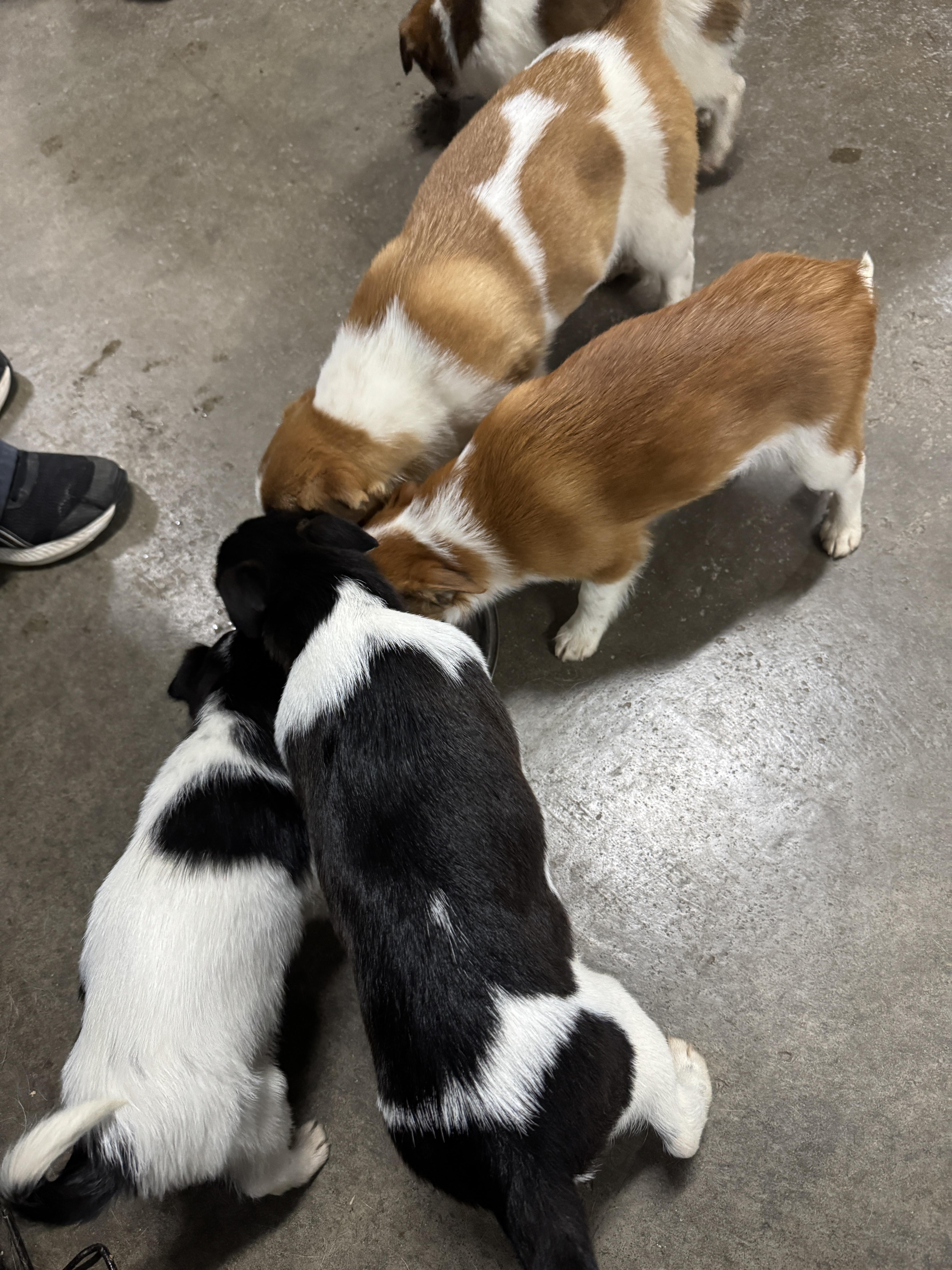 Enlarge Pancake - Breakfast Litter, an adopted mixed breed in Columbus, OH image 6/6