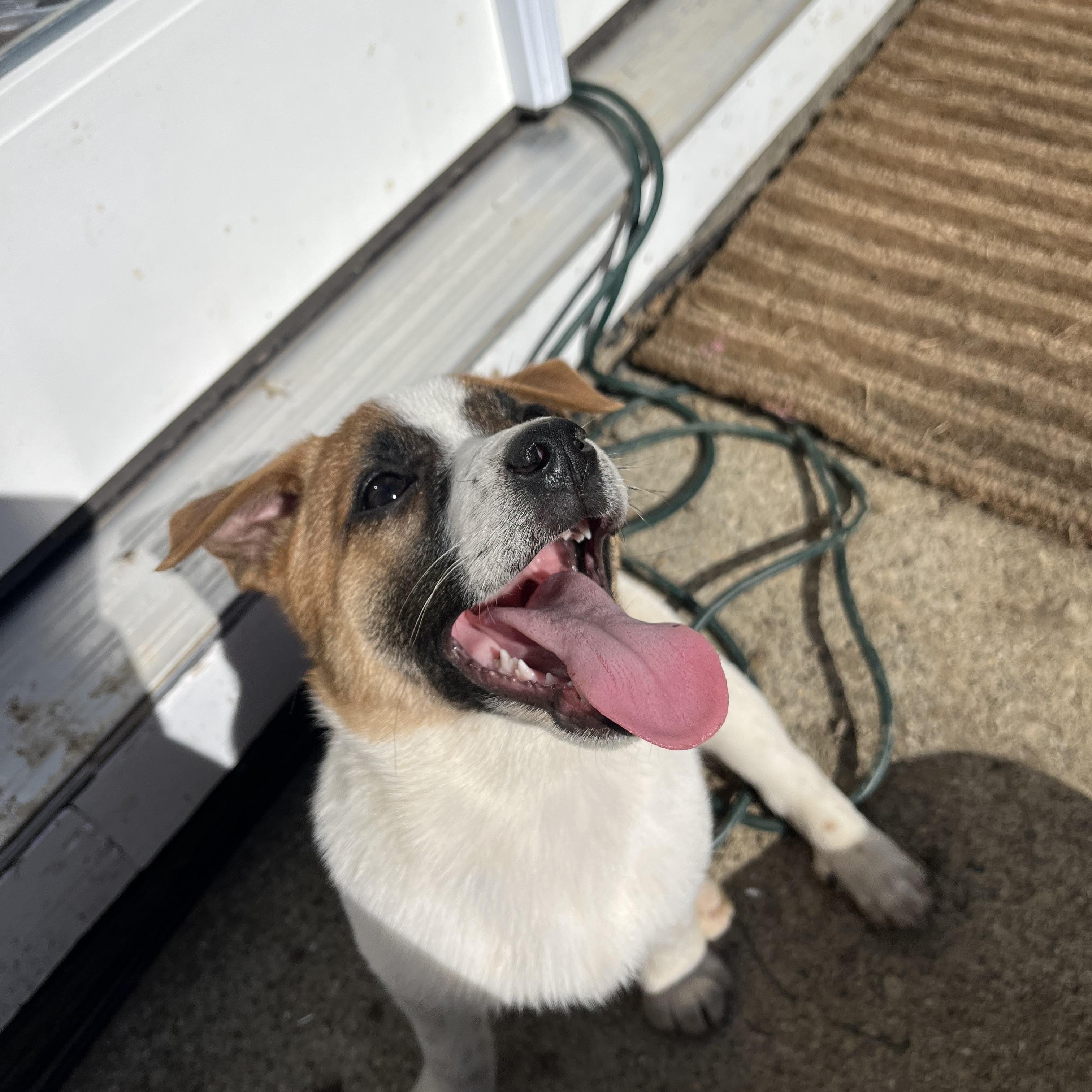 Enlarge Pancake - Breakfast Litter, an adopted mixed breed in Columbus, OH image 5/6