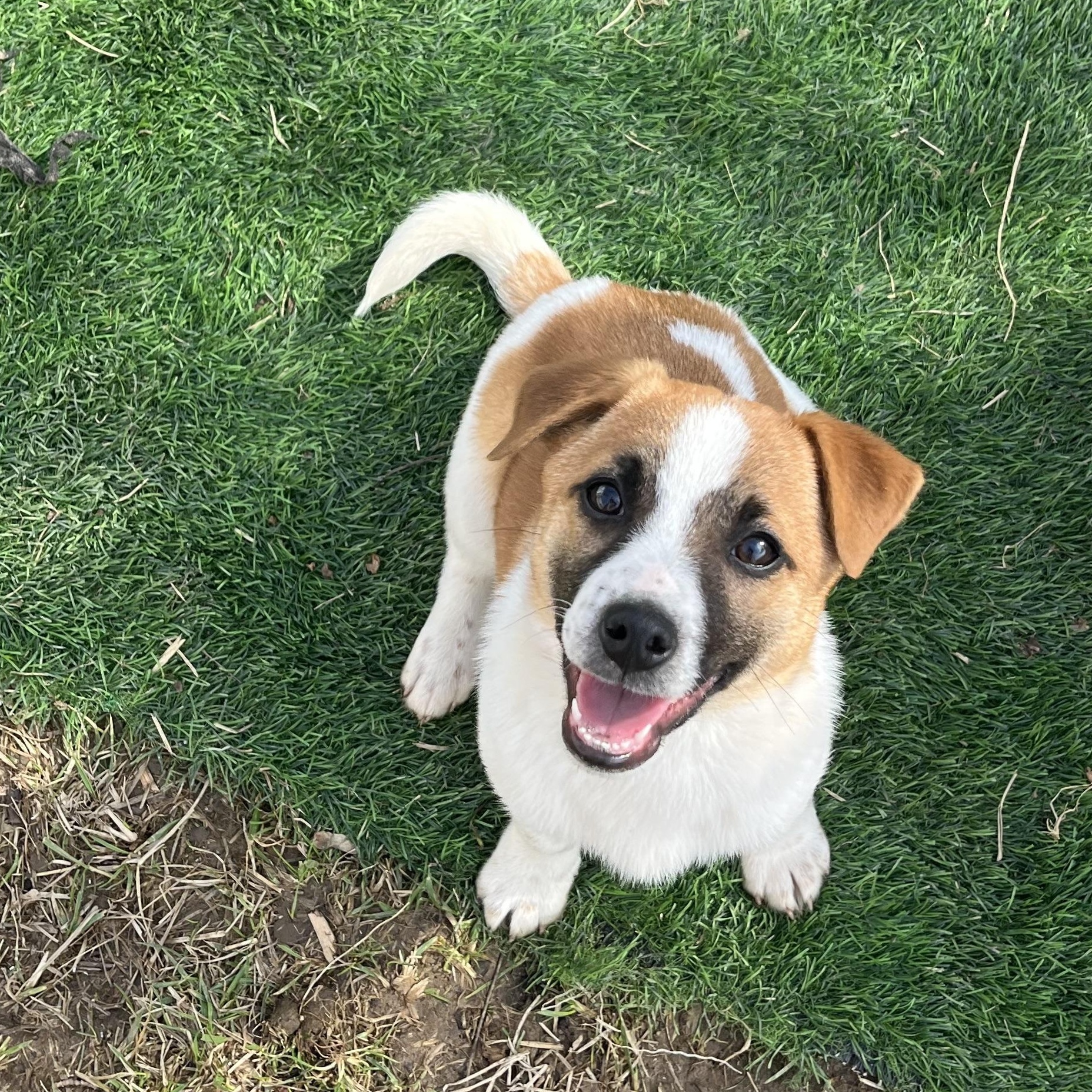 Pancake - Breakfast Litter, adopted, Puppy Male Jack Russell Terrier.