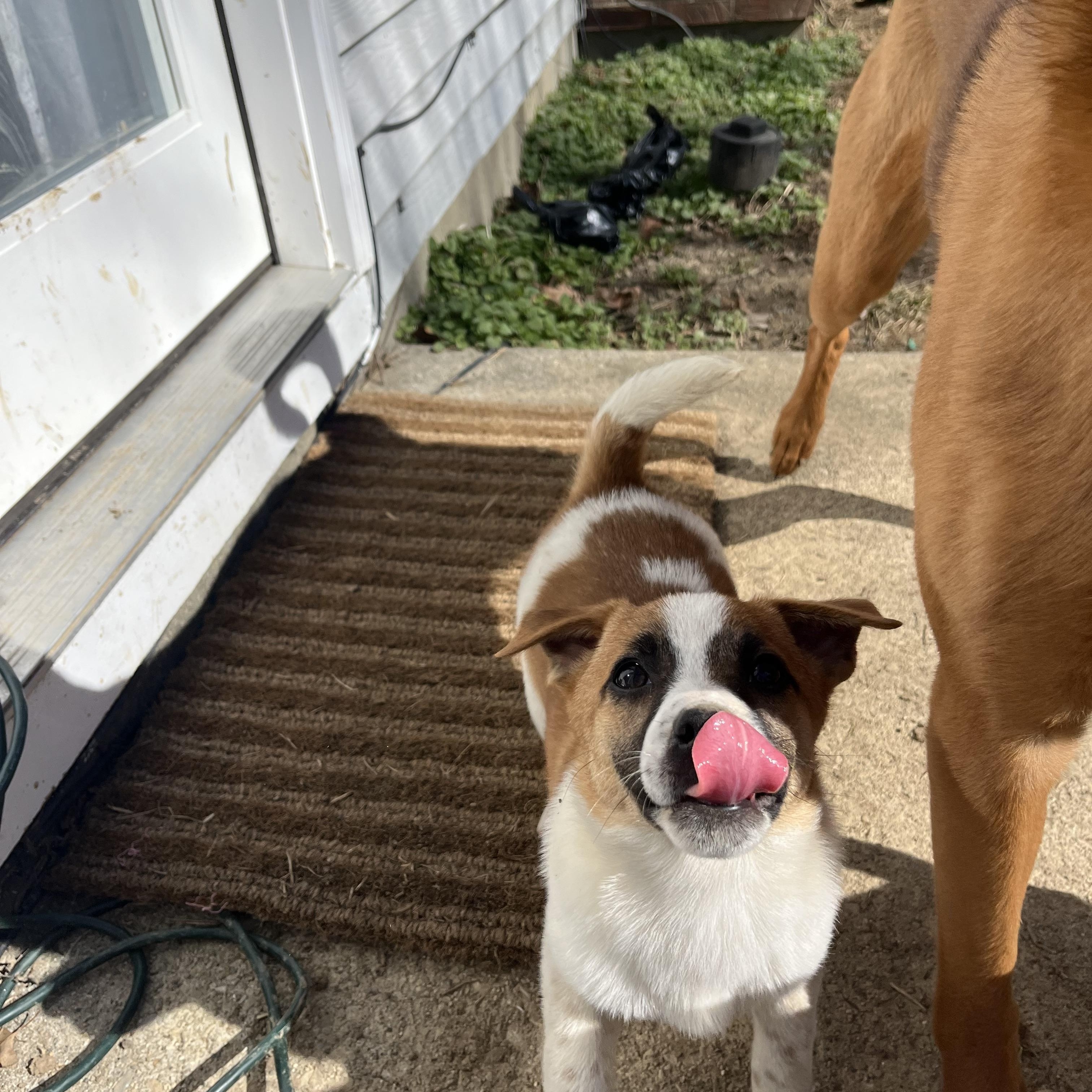 Enlarge Pancake - Breakfast Litter, an adopted mixed breed in Columbus, OH image 3/6