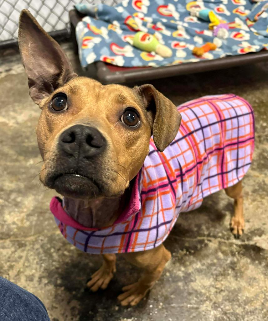 Grace, Adoptable, Young Female Mixed Breed.