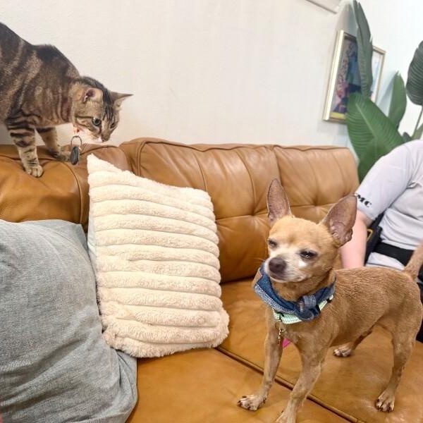 Enlarge Bingo is His Name O, a Adoptable mixed breed in Syracuse, NY image 5/6
