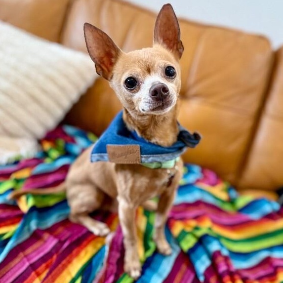 Enlarge Bingo is His Name O, a Adoptable mixed breed in Syracuse, NY image 4/6