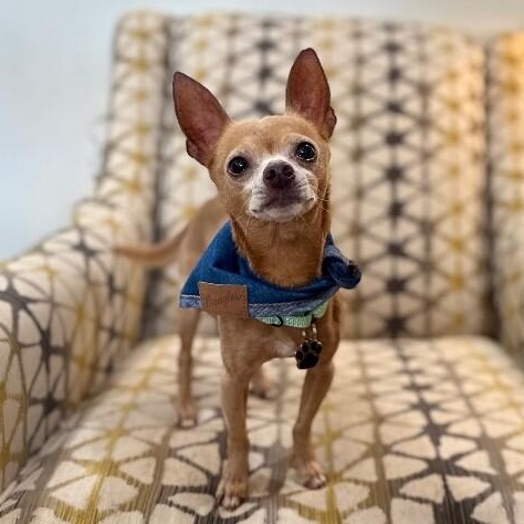 Enlarge Bingo is His Name O, a Adoptable mixed breed in Syracuse, NY image 1/6