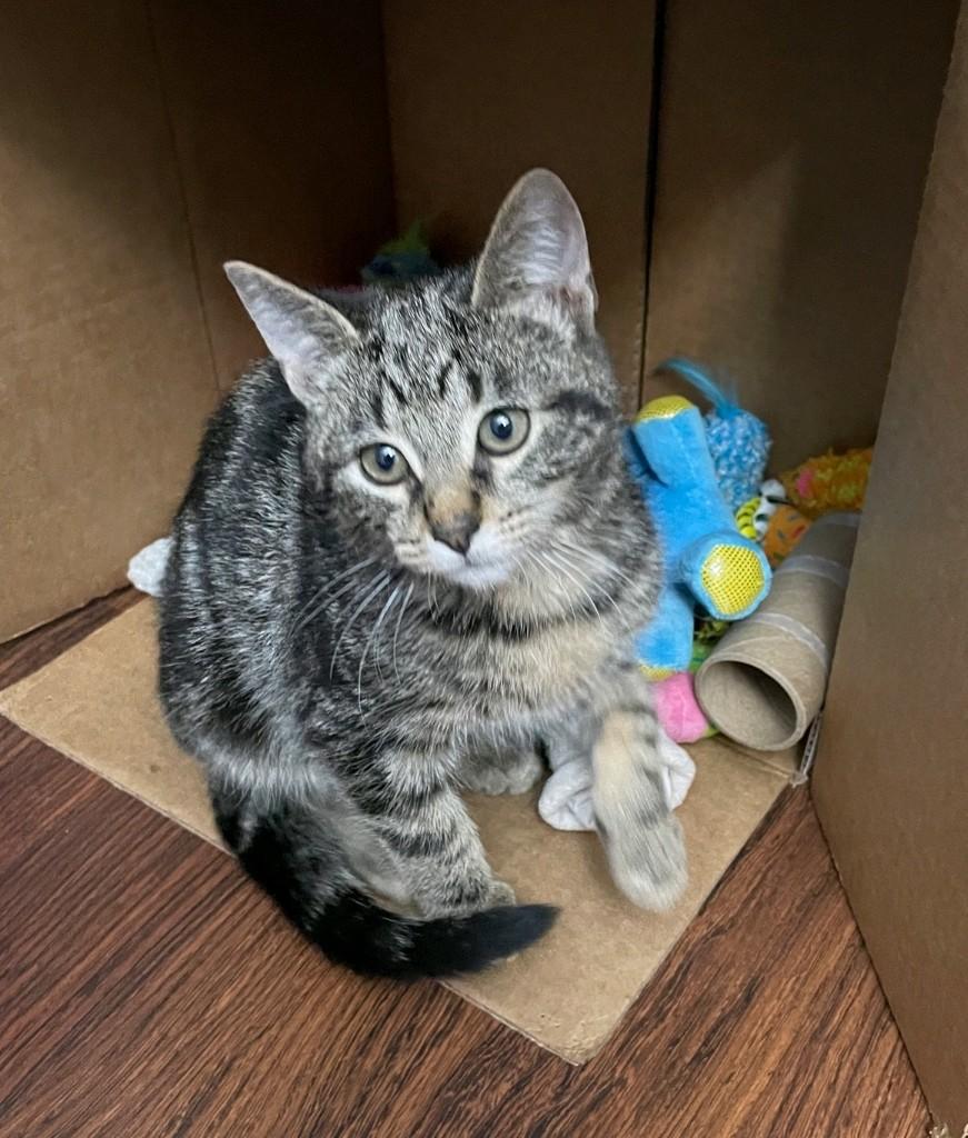 Enlarge Sebastian, a Adoptable Domestic Medium Hair in Reno, NV image 1/6