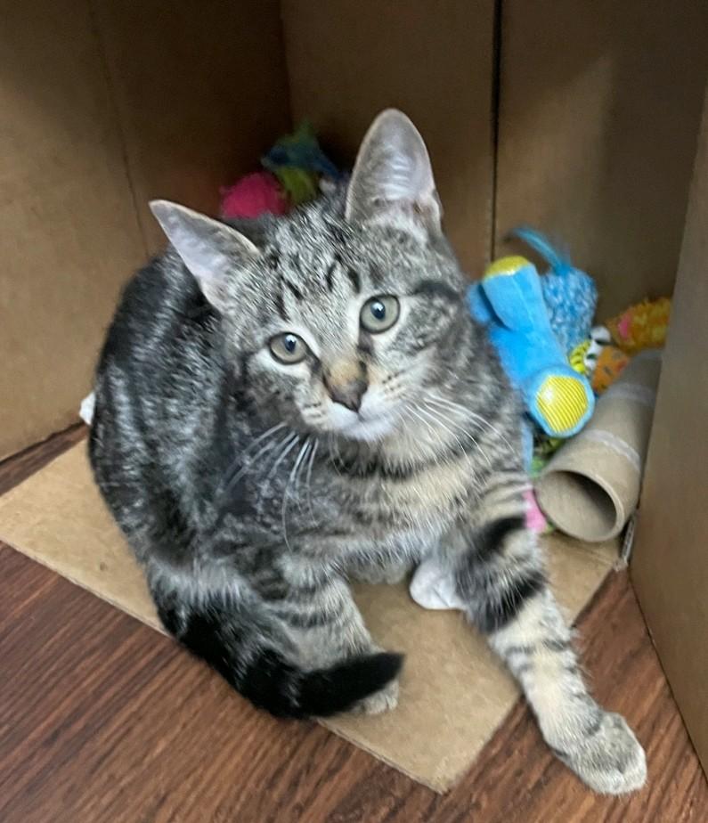 Enlarge Sebastian, a Adoptable Domestic Medium Hair in Reno, NV image 2/6