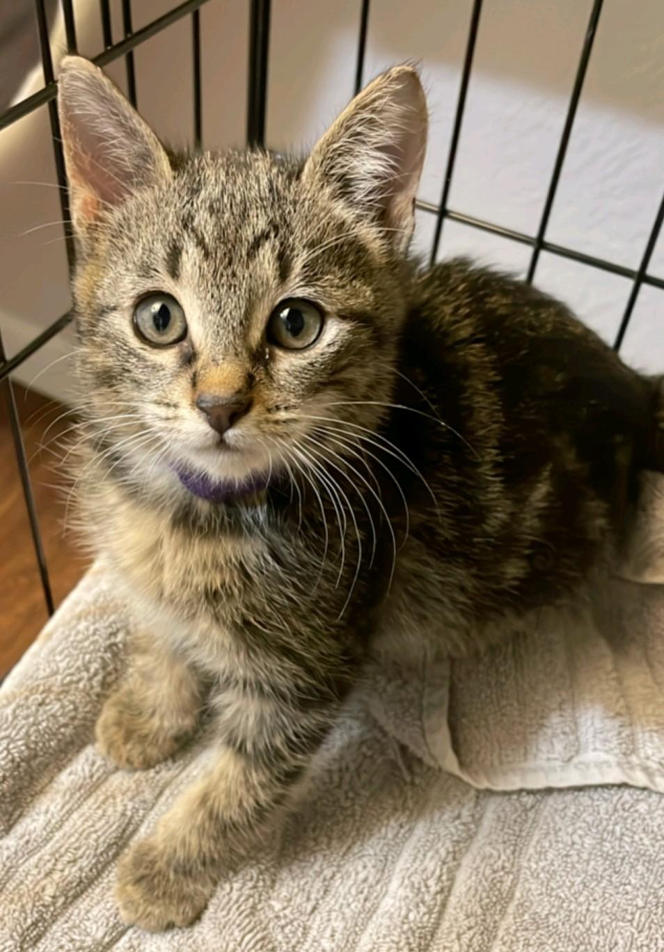 Enlarge Sebastian, a Adoptable Domestic Medium Hair in Reno, NV image 4/6