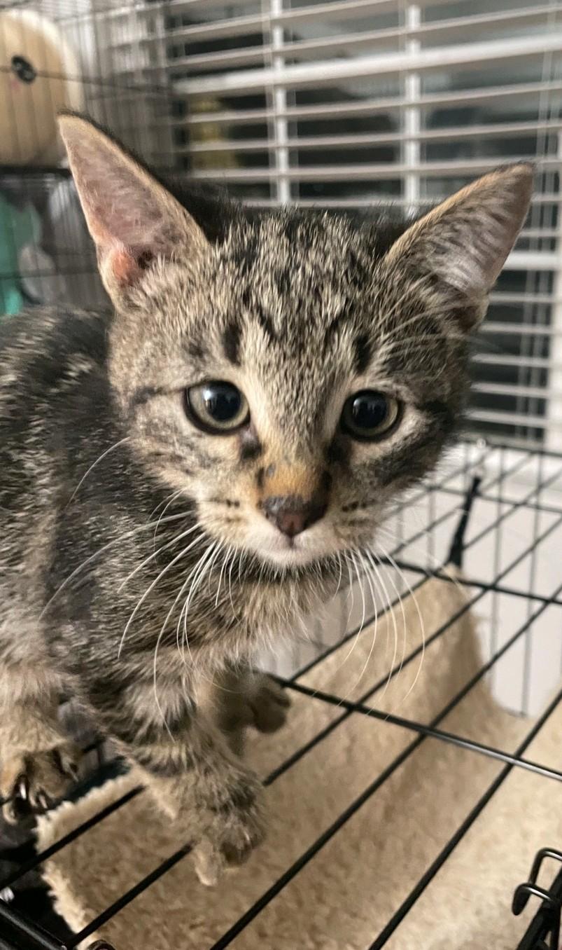 Enlarge Sebastian, a Adoptable Domestic Medium Hair in Reno, NV image 5/6