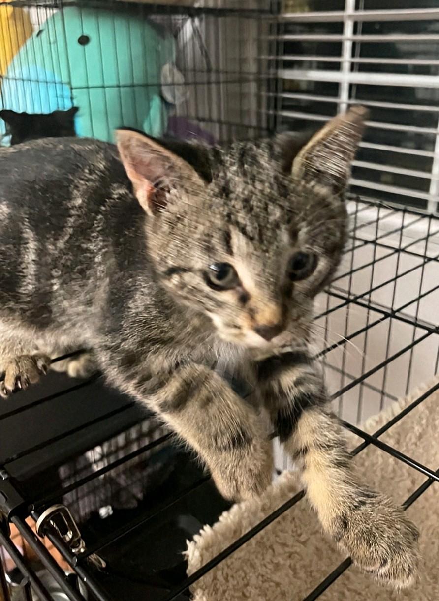 Enlarge Sebastian, a Adoptable Domestic Medium Hair in Reno, NV image 6/6