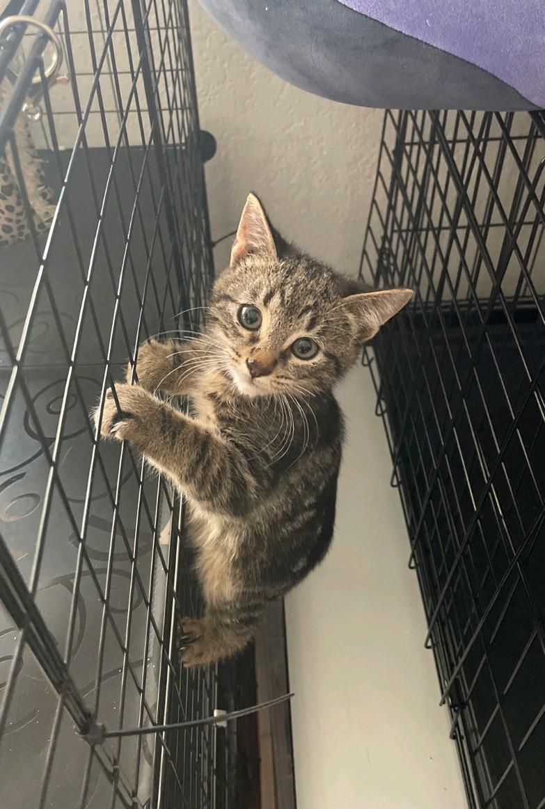 Sebastian, Adoptable, Young Male Domestic Medium Hair.