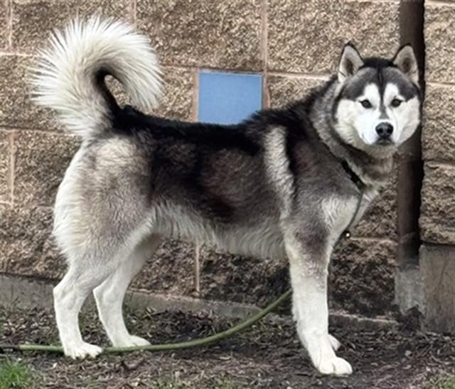 BALTO, Adoptable, Adult Male Siberian Husky.