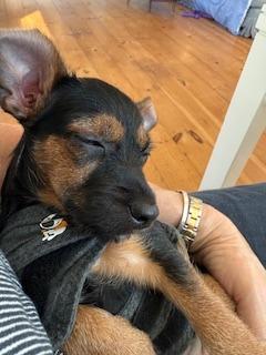 Enlarge Tulip, a Adoptable mixed breed in Hudson, NY image 1/1