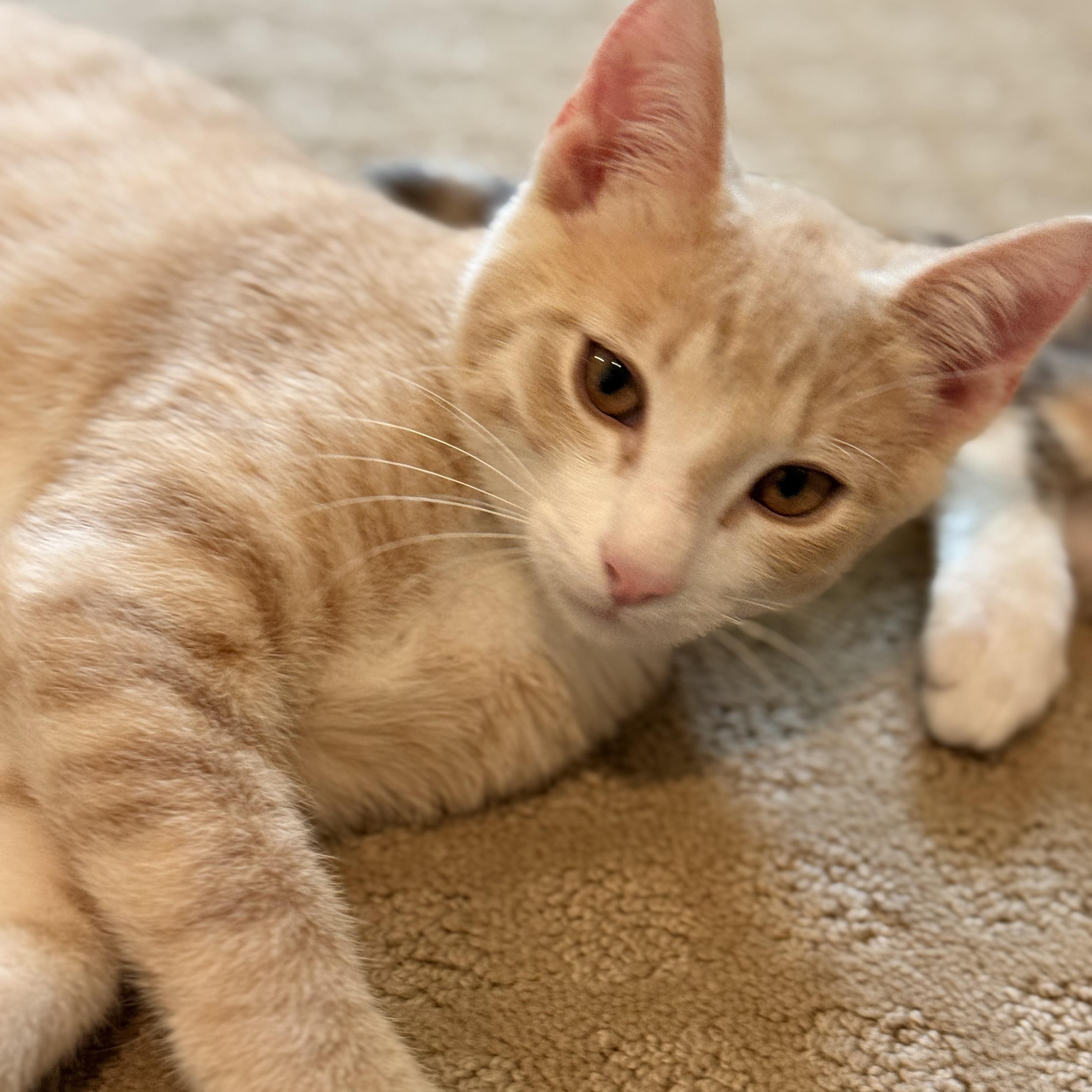 Enlarge Candles, a ADOPTABLE American Shorthair in Katy, TX image 2/2