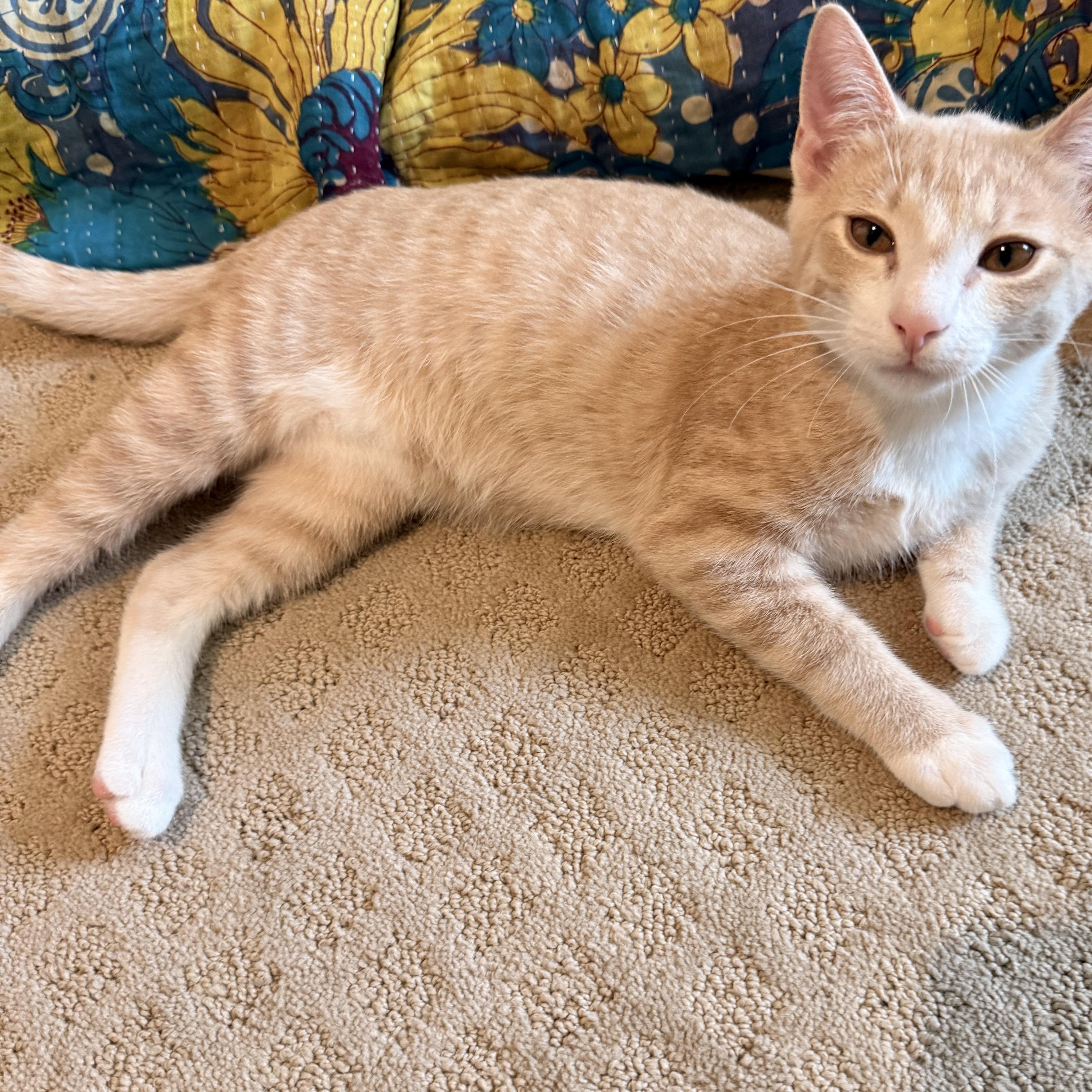 Candles, ADOPTABLE, Kitten Male American Shorthair.
