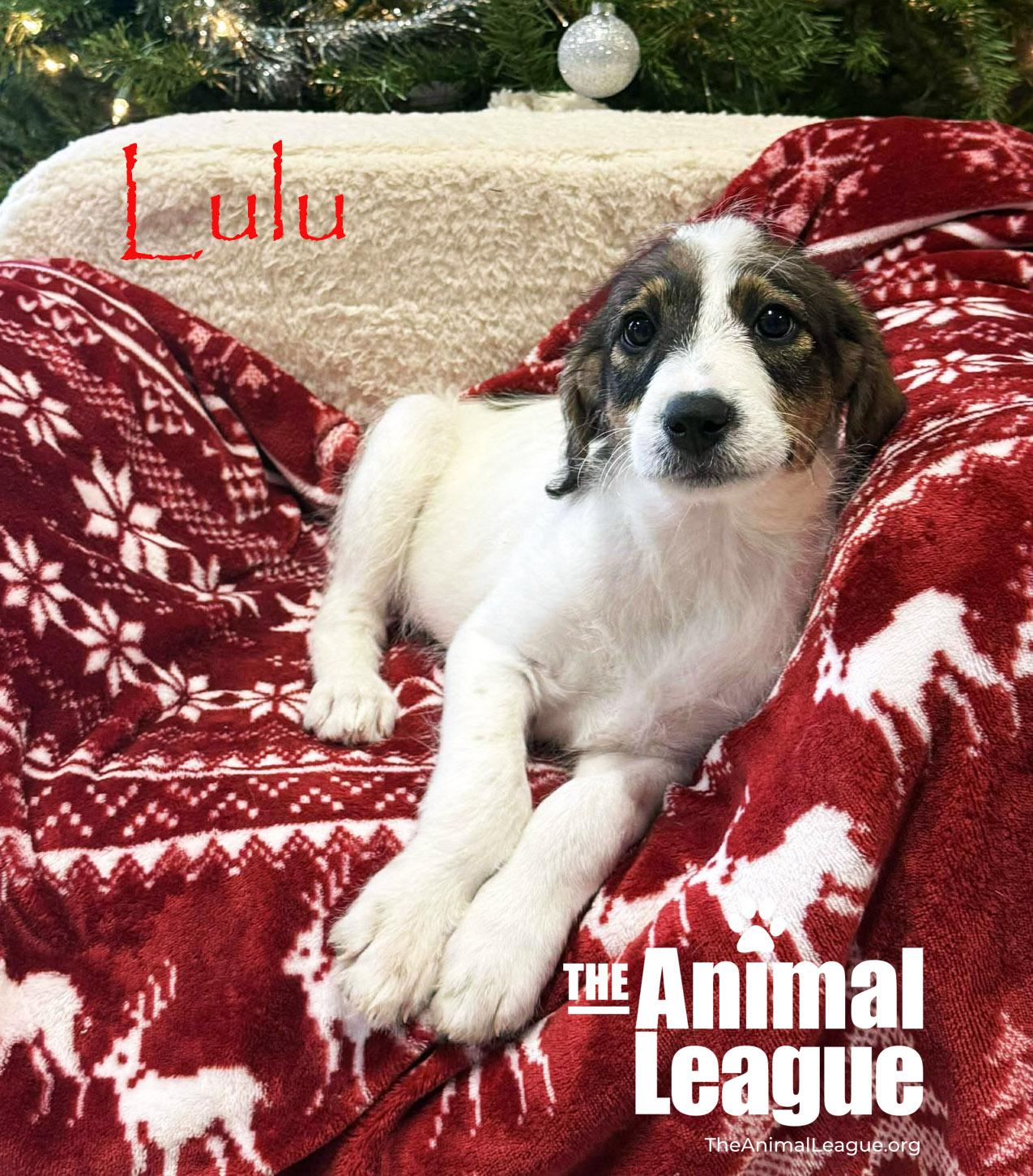 Enlarge Lulu, a ADOPTABLE mixed breed in Clermont, FL image 4/4