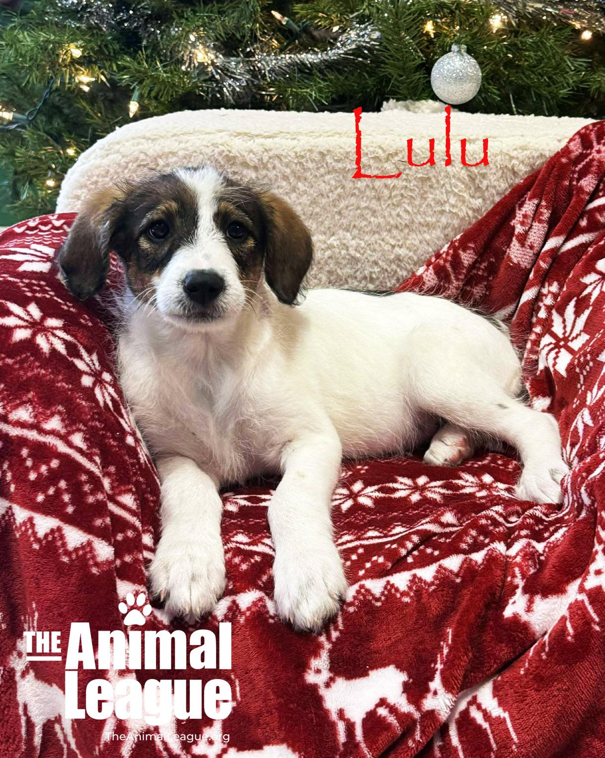 Enlarge Lulu, a ADOPTABLE mixed breed in Clermont, FL image 3/4