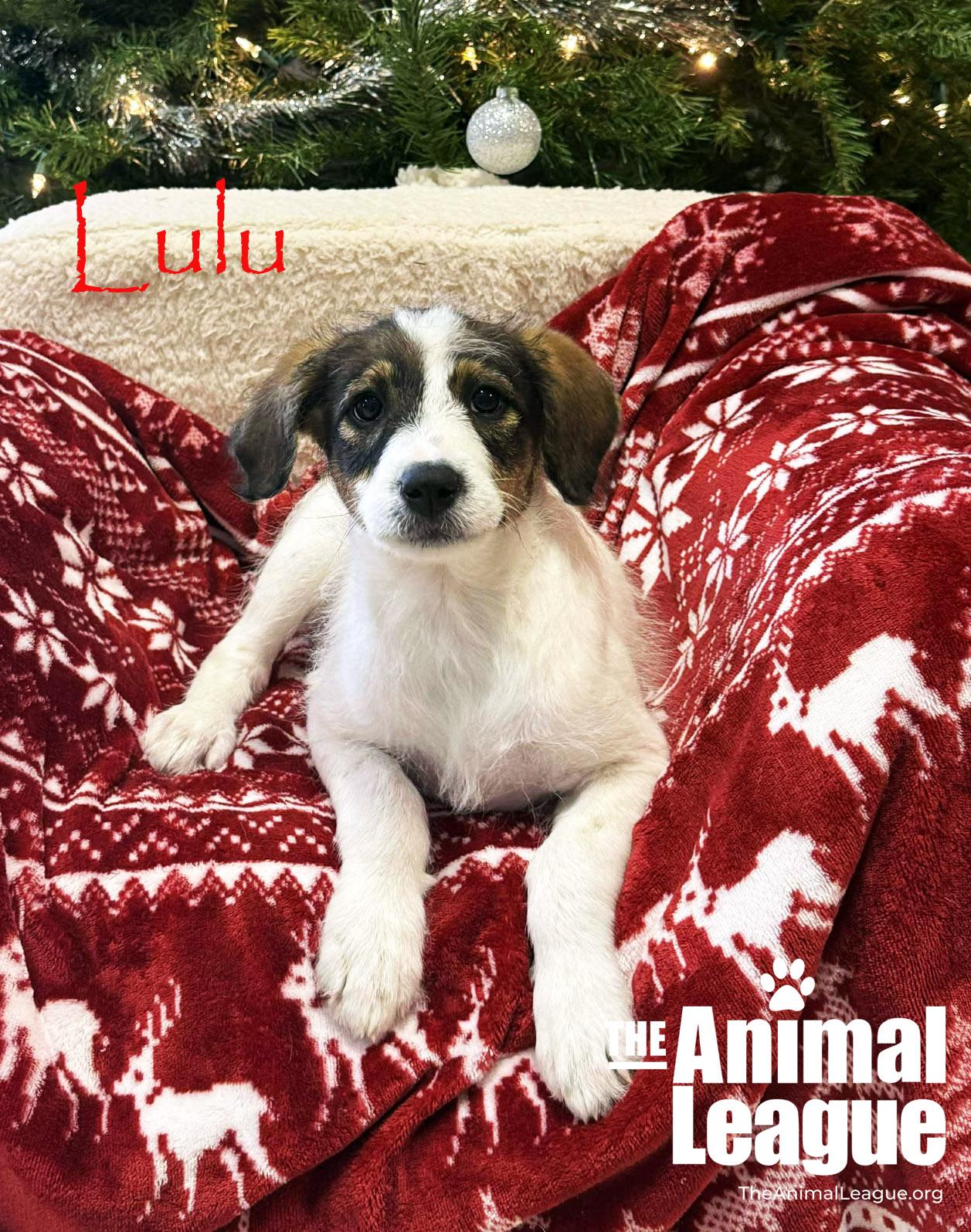 Lulu, ADOPTABLE, Puppy Female Jack Russell Terrier & Poodle.