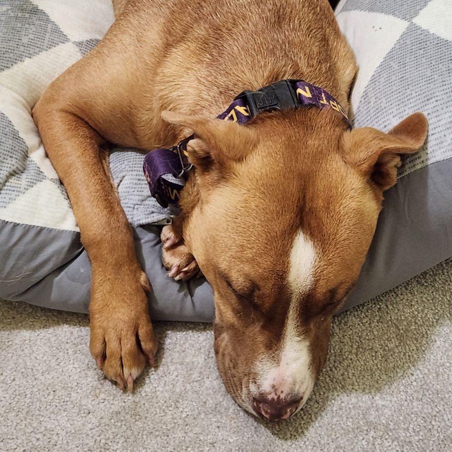 Brownie, a Adoptable mixed breed in Austell, GA image 1/6