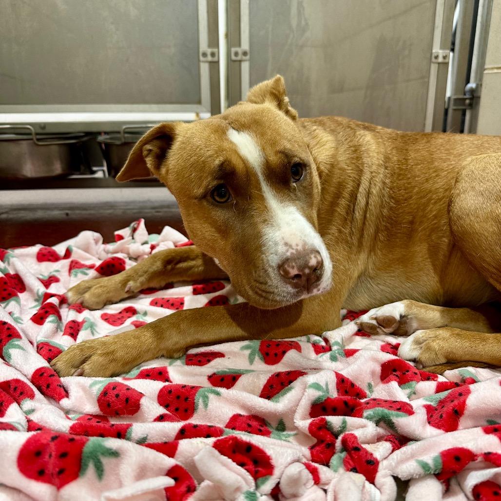 Brownie, a Adoptable mixed breed in Austell, GA image 2/6