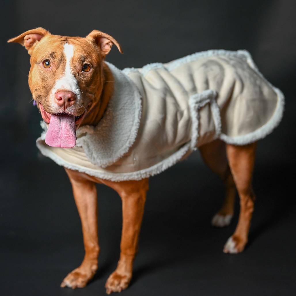 Enlarge Brownie, a Adoptable mixed breed in Austell, GA image 3/6