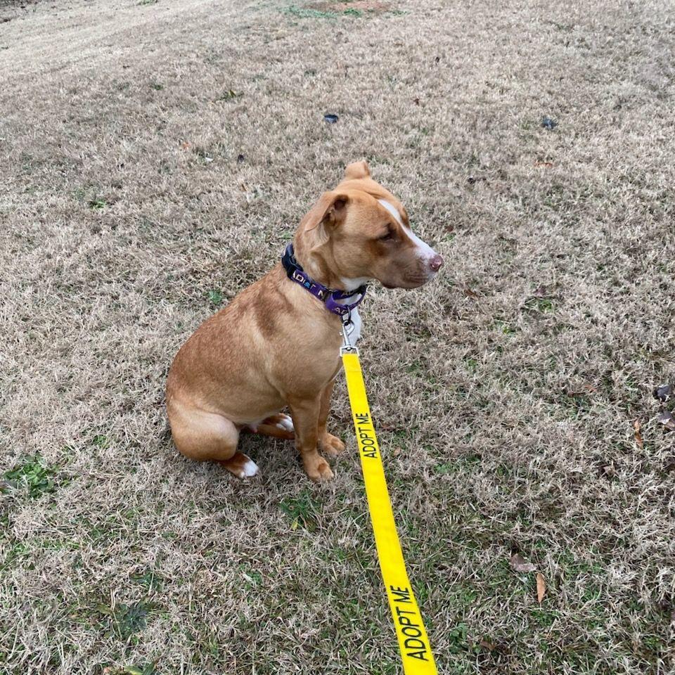 Brownie, a Adoptable mixed breed in Austell, GA image 4/6