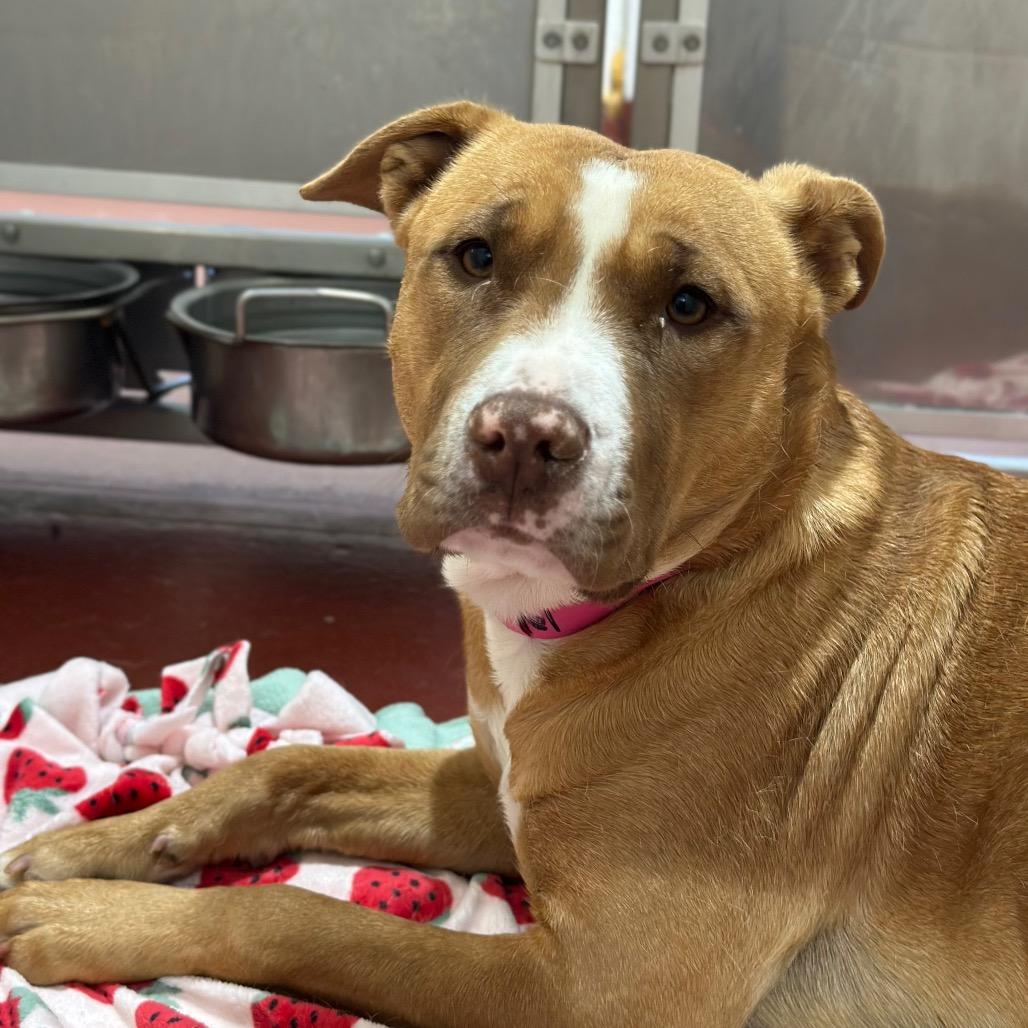 Brownie, a Adoptable mixed breed in Austell, GA image 5/6