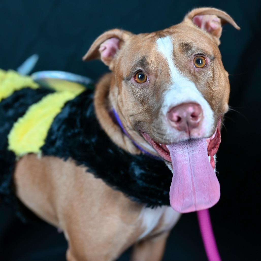 Brownie, a Adoptable mixed breed in Austell, GA image 6/6