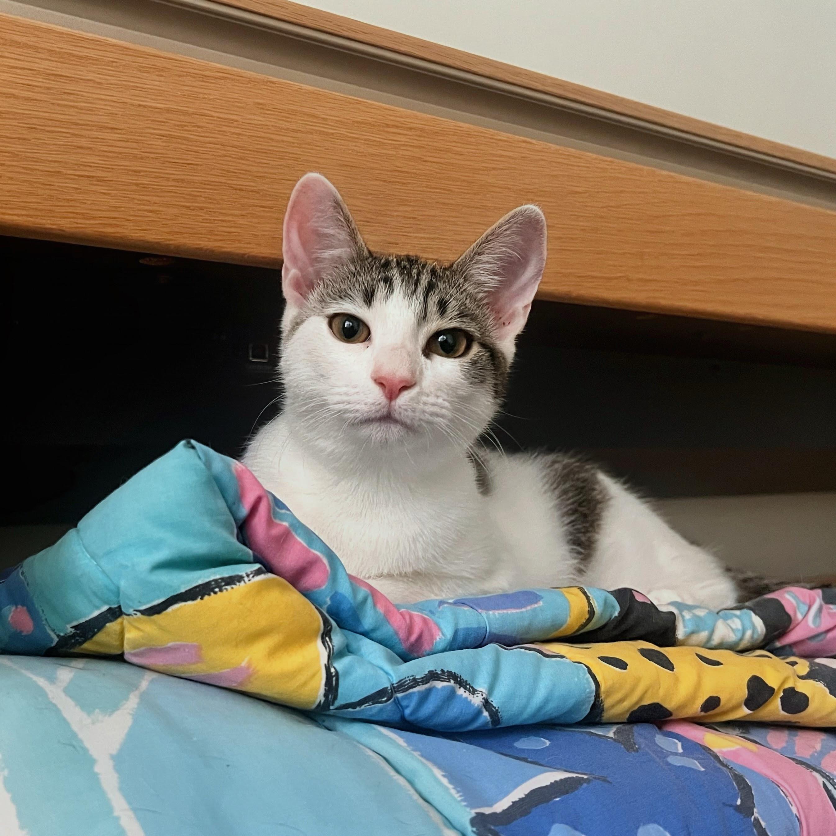 Enlarge Lemongrass, a ADOPTABLE Domestic Short Hair in Apex, NC image 2/6
