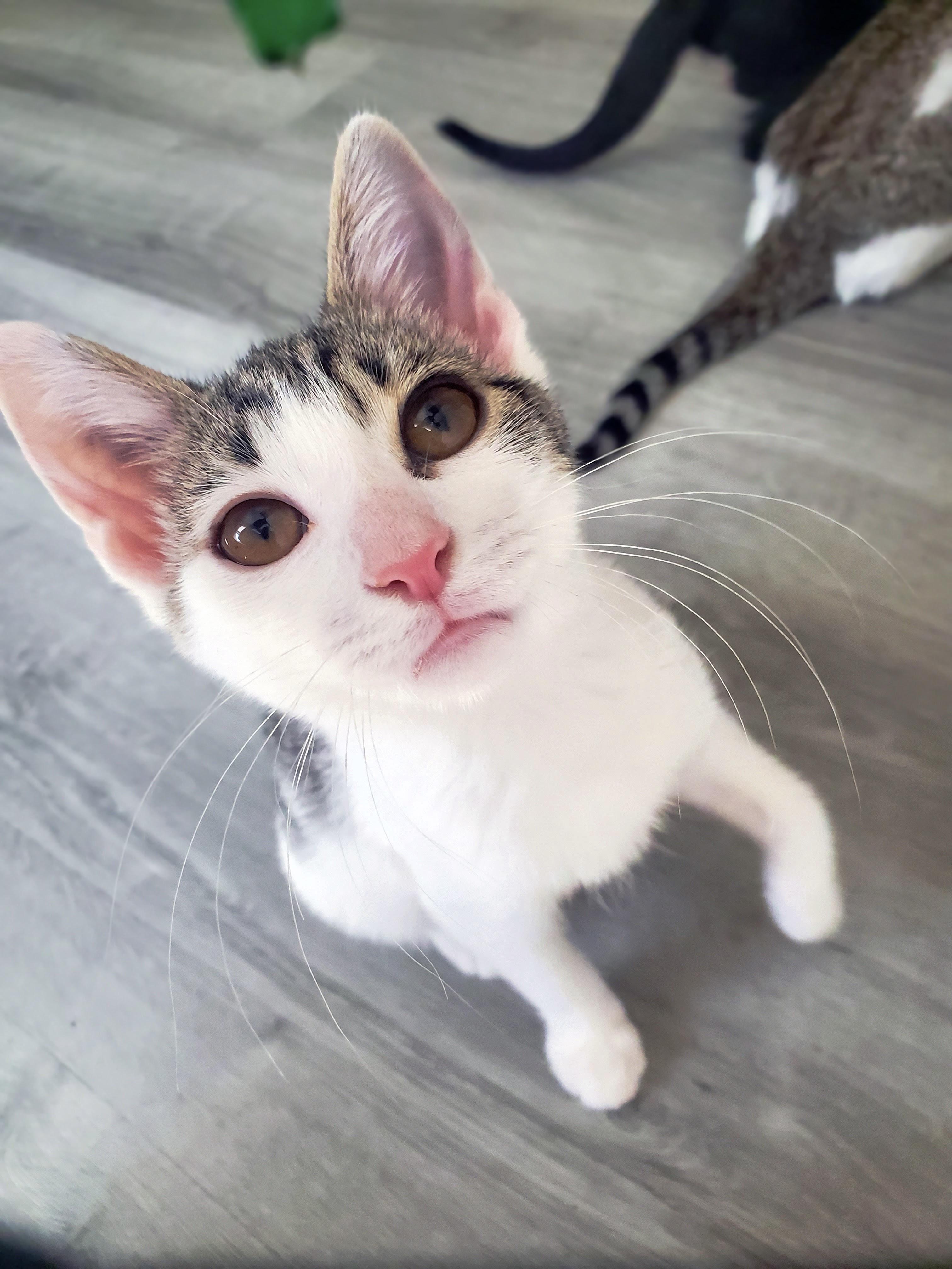 Lemongrass, a ADOPTABLE Domestic Short Hair in Apex, NC image 2/5