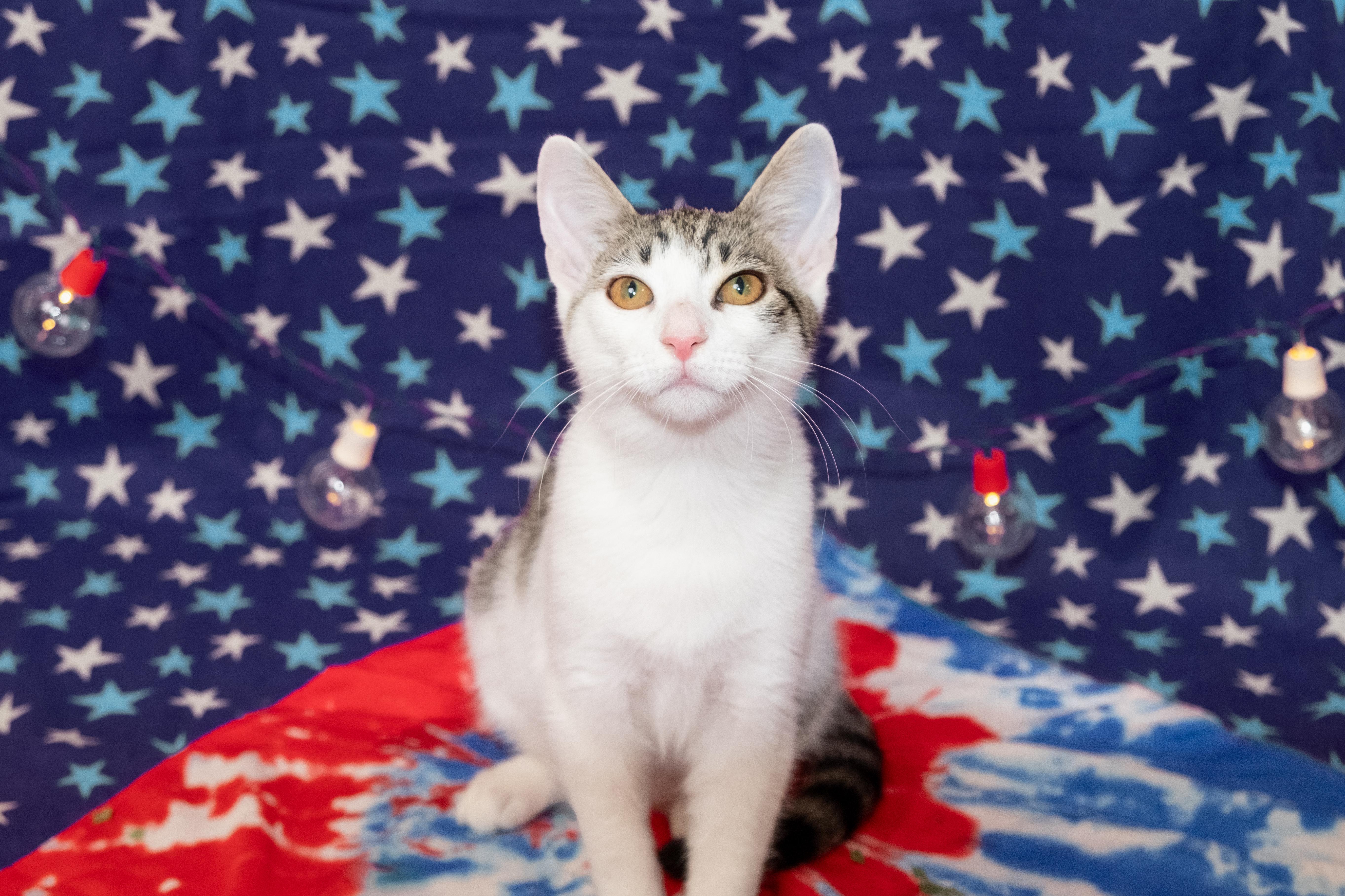 Lemongrass, ADOPTABLE, Kitten Female Domestic Short Hair.
