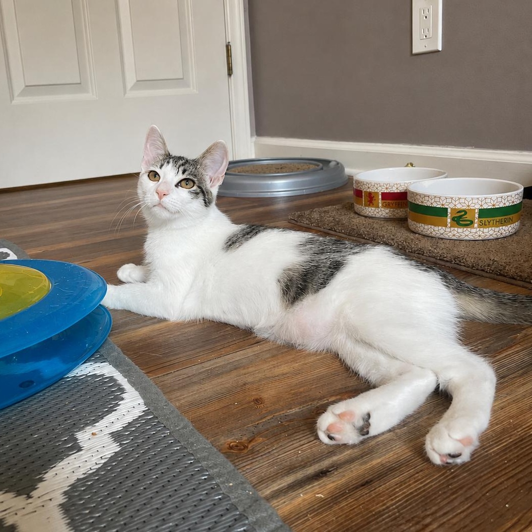 Enlarge Lemongrass, a ADOPTABLE Domestic Short Hair in Apex, NC image 5/6