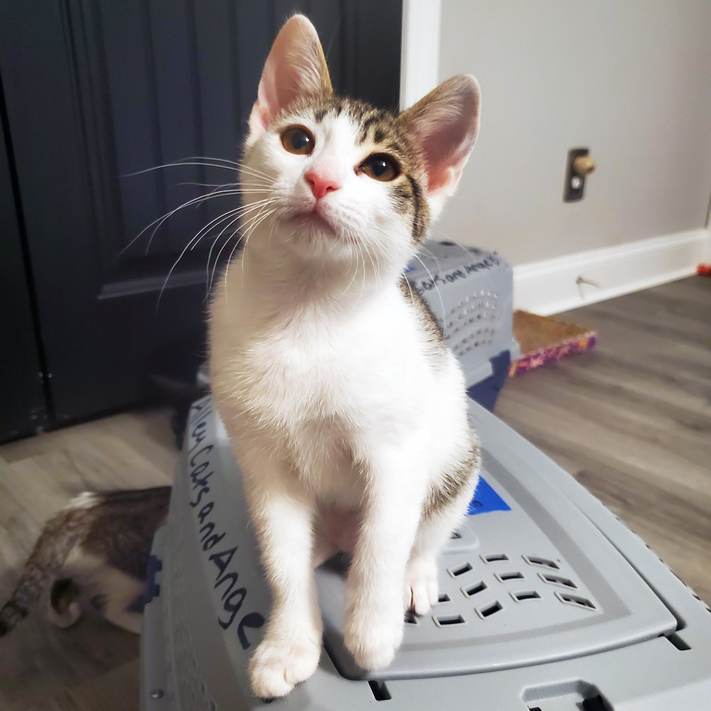 Lemongrass, ADOPTABLE, Kitten Female Domestic Short Hair.