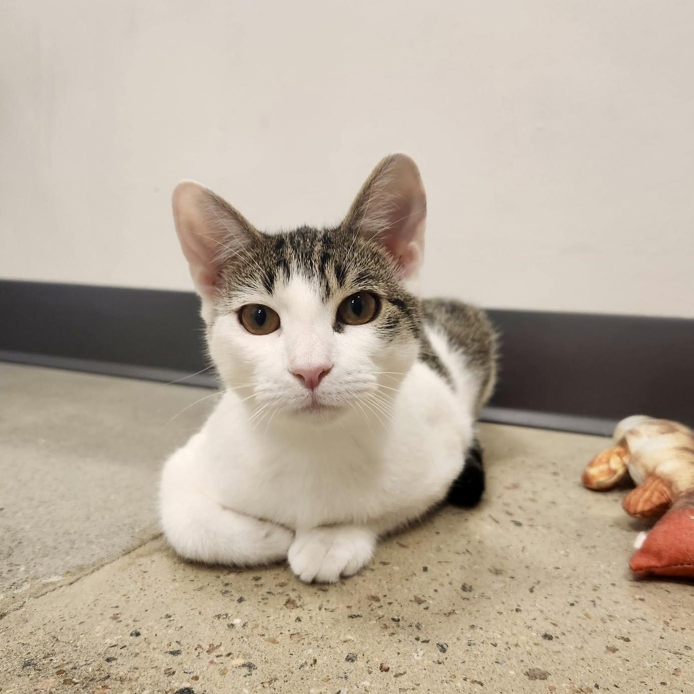 Enlarge Lemongrass, a Adopted Domestic Short Hair in Apex, NC image 6/6