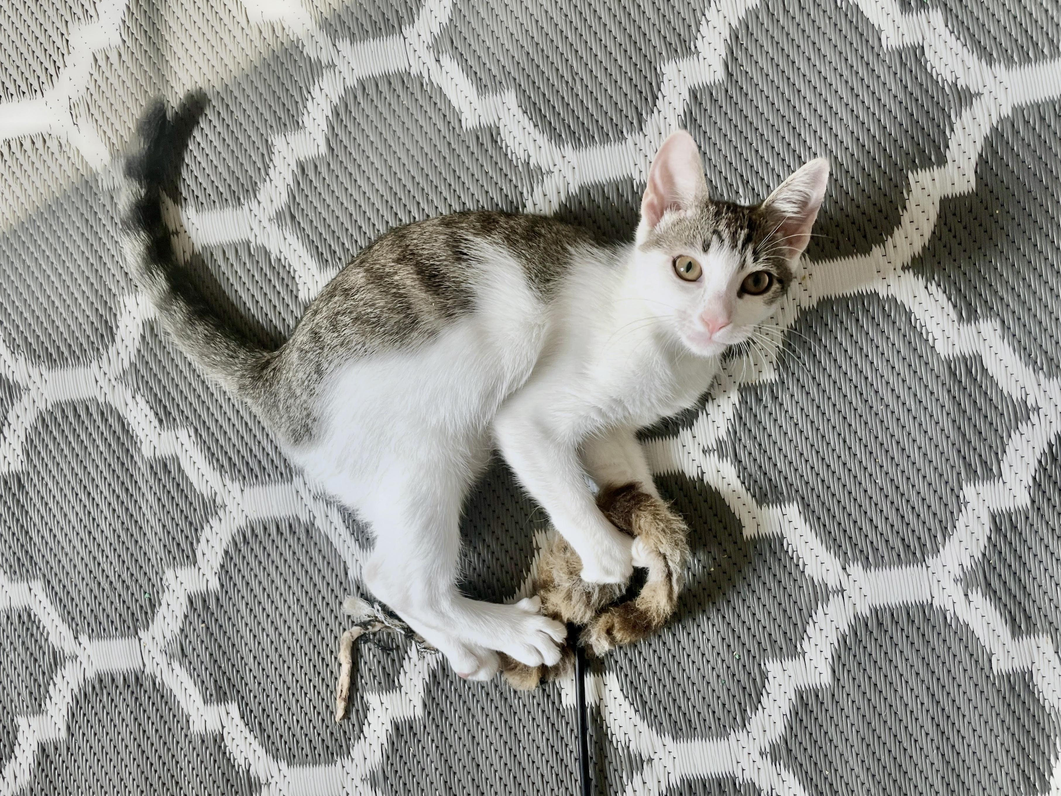 Enlarge Lemongrass, a ADOPTABLE Domestic Short Hair in Apex, NC image 6/6