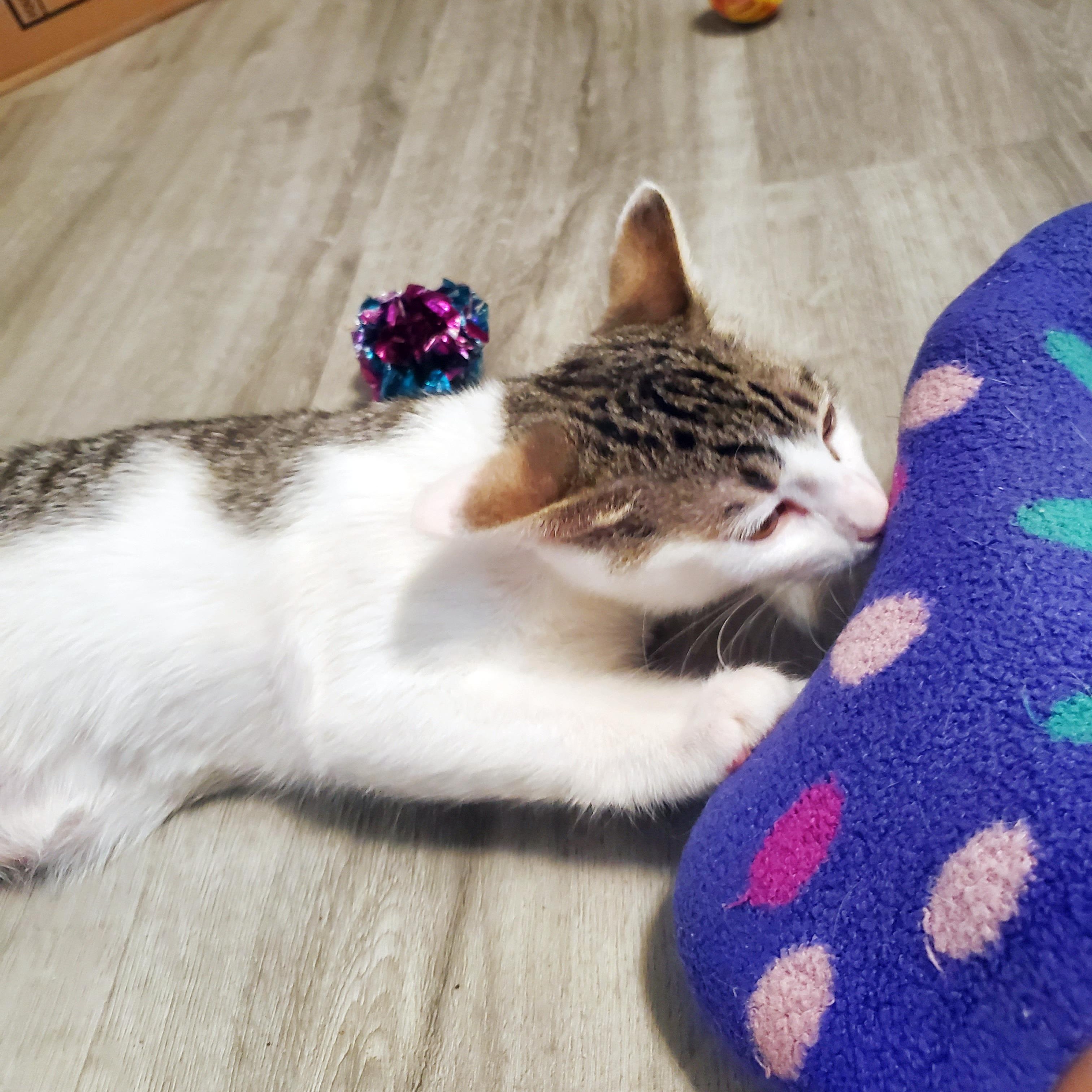 Lemongrass, a ADOPTABLE Domestic Short Hair in Apex, NC image 4/5