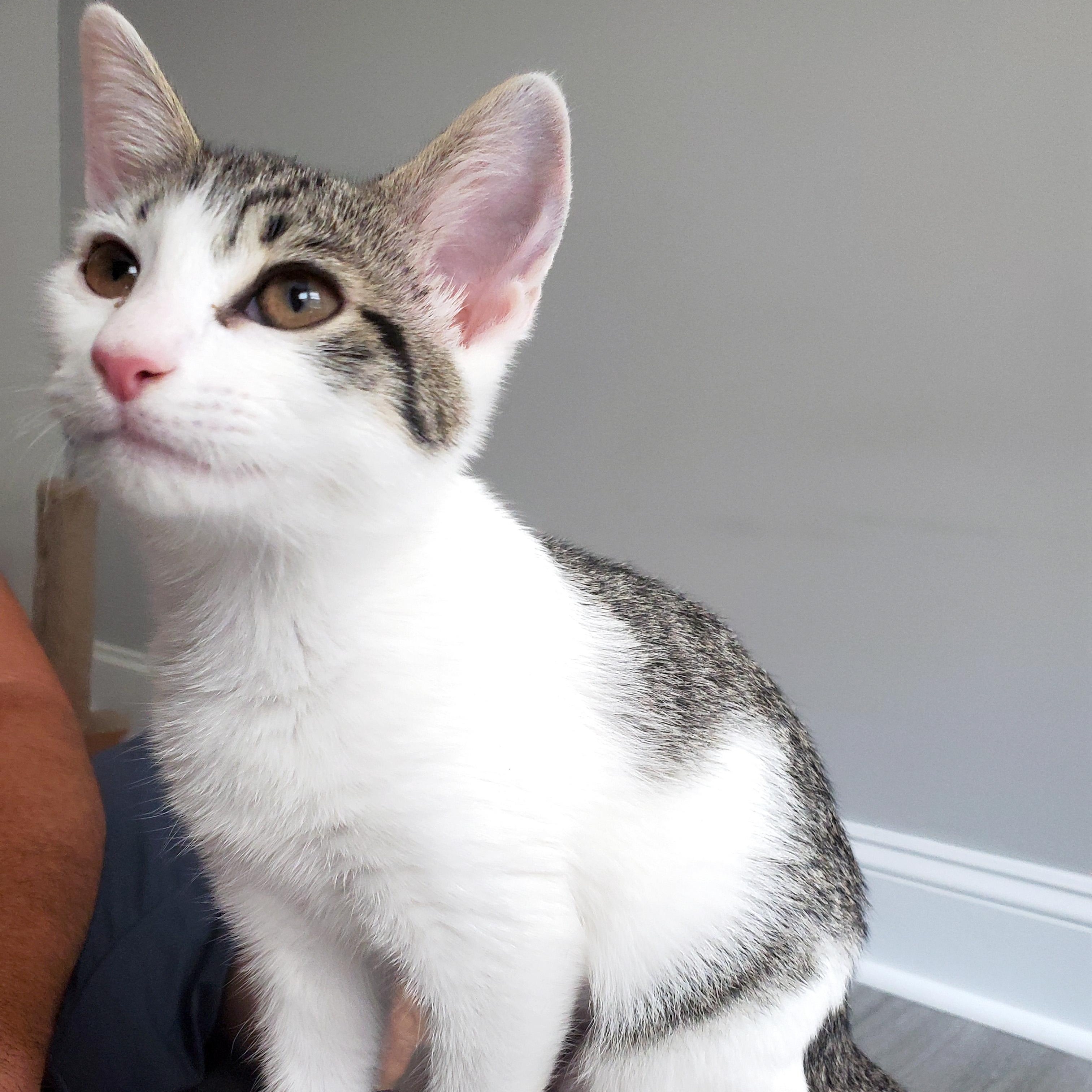 Lemongrass, a ADOPTABLE Domestic Short Hair in Apex, NC image 5/5