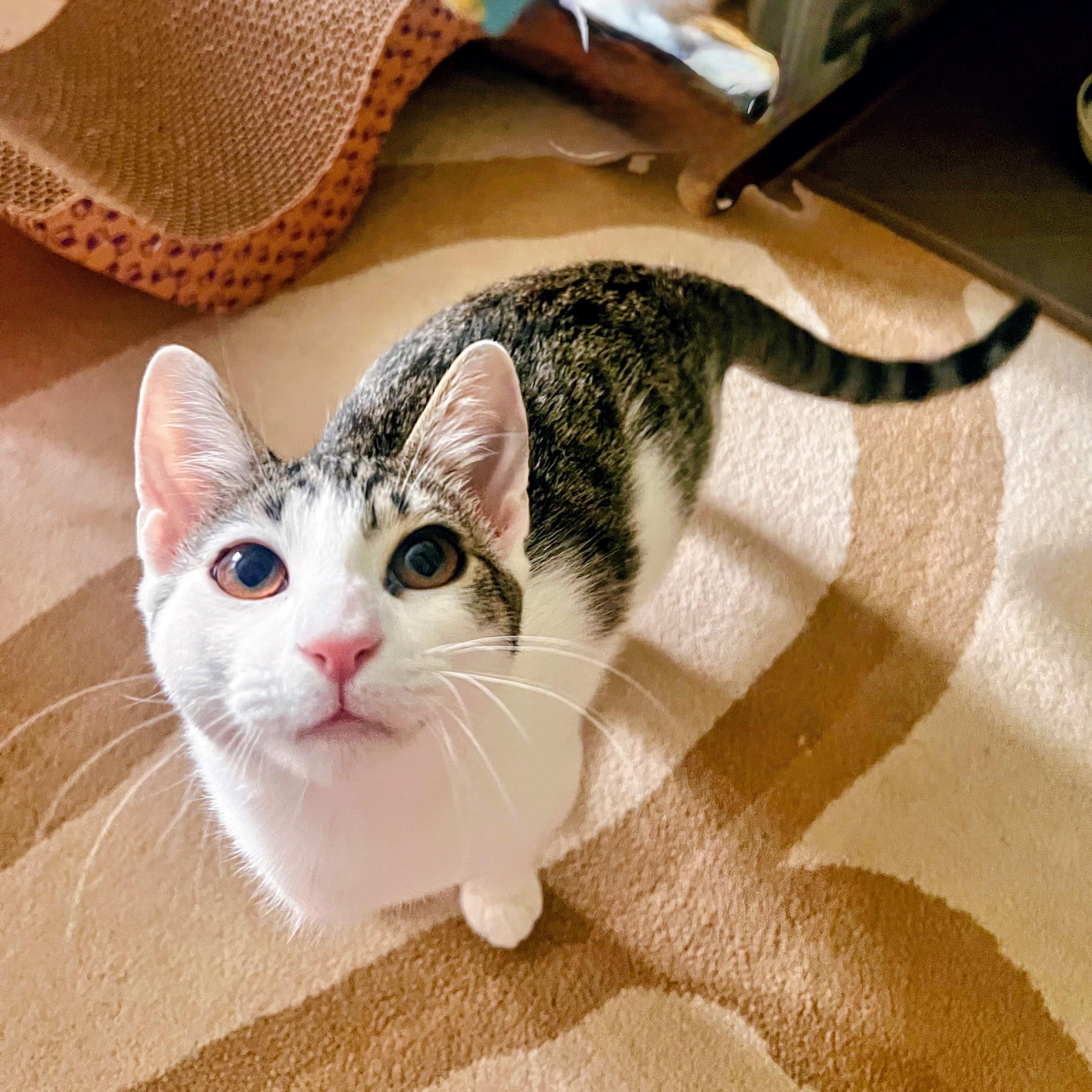 Enlarge Lemongrass, a ADOPTABLE Domestic Short Hair in Apex, NC image 6/6