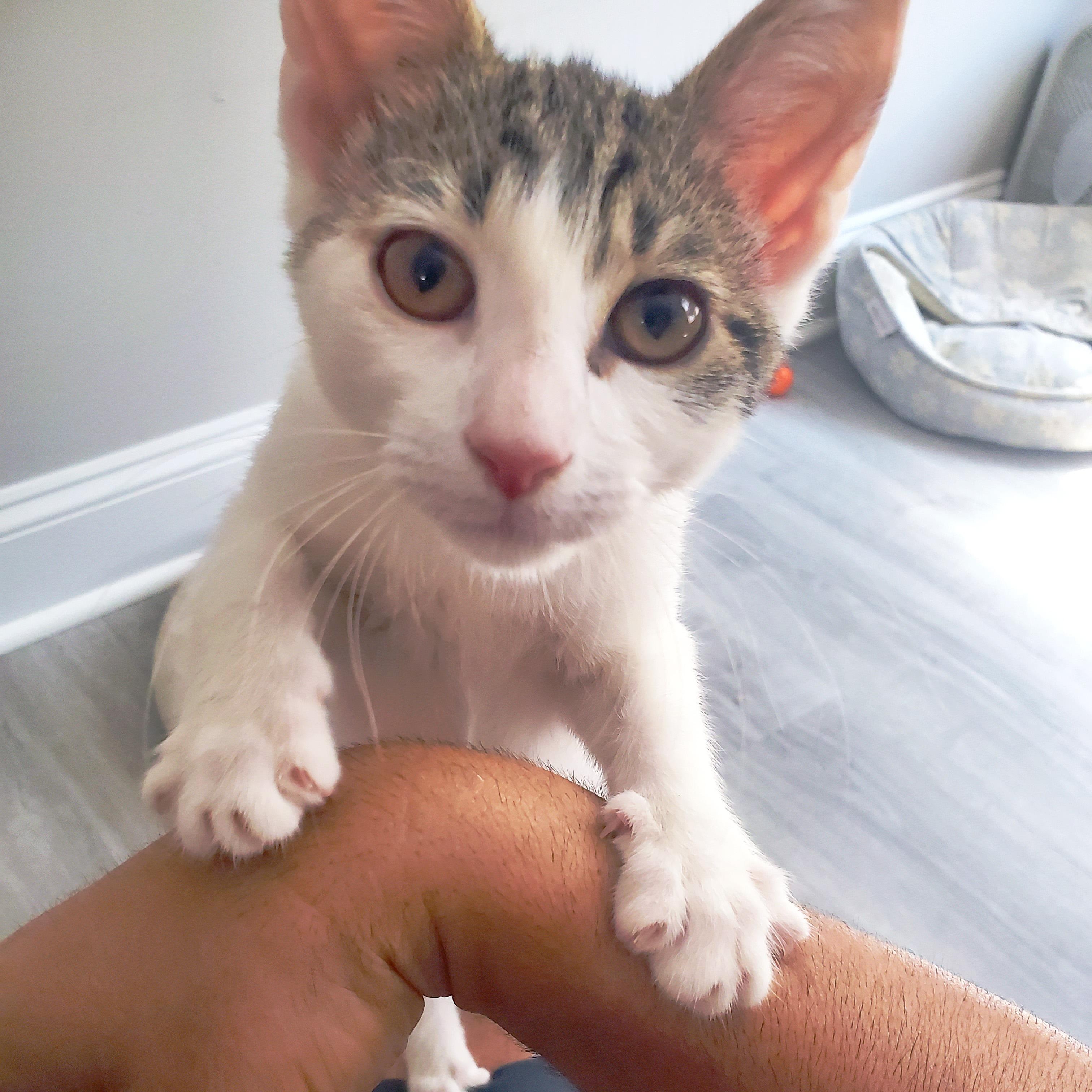 Lemongrass, a ADOPTABLE Domestic Short Hair in Apex, NC image 3/5