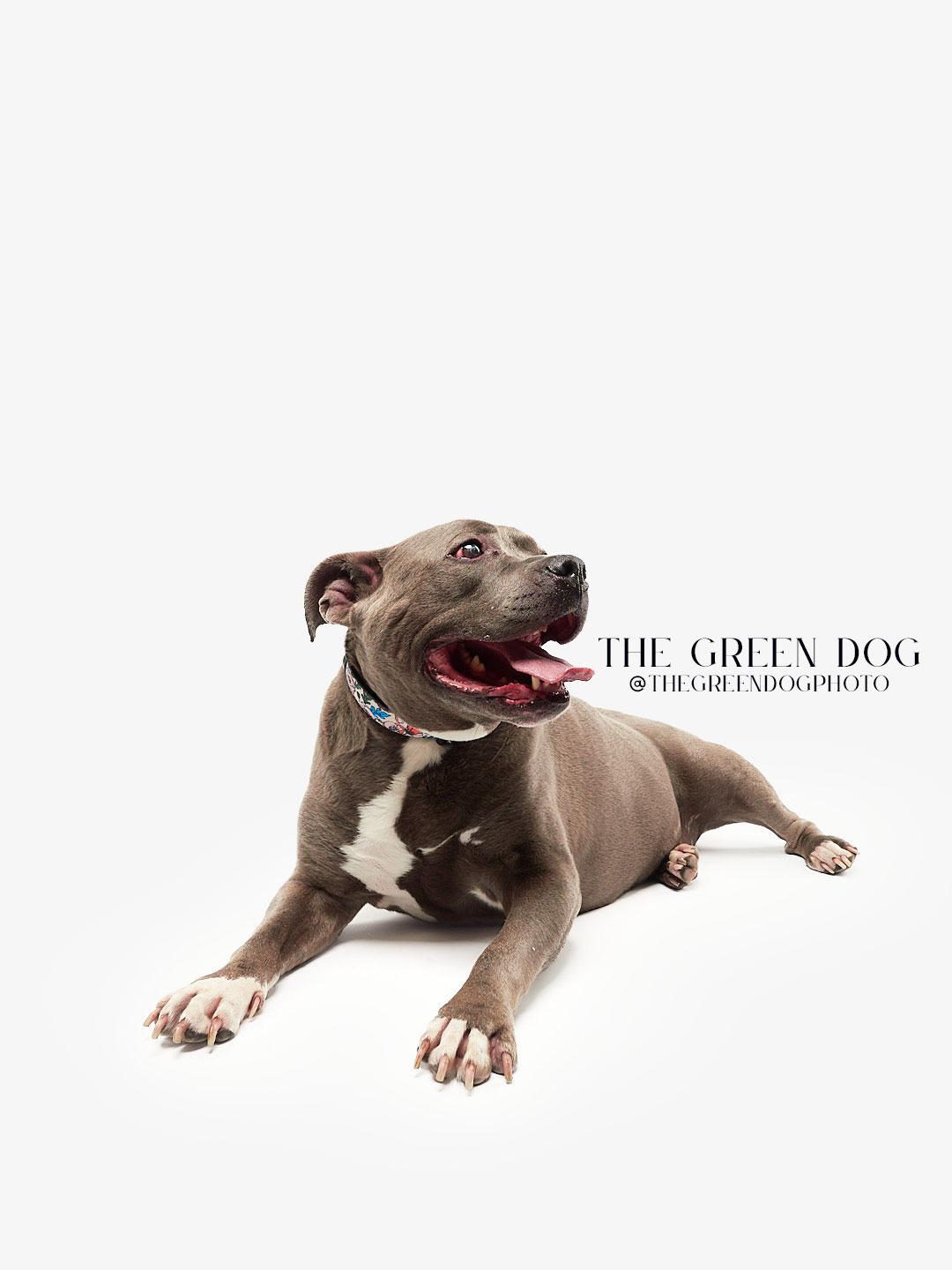 Enlarge Sweetie, a Adoptable Pit Bull Terrier in Teterboro, NJ image 3/5