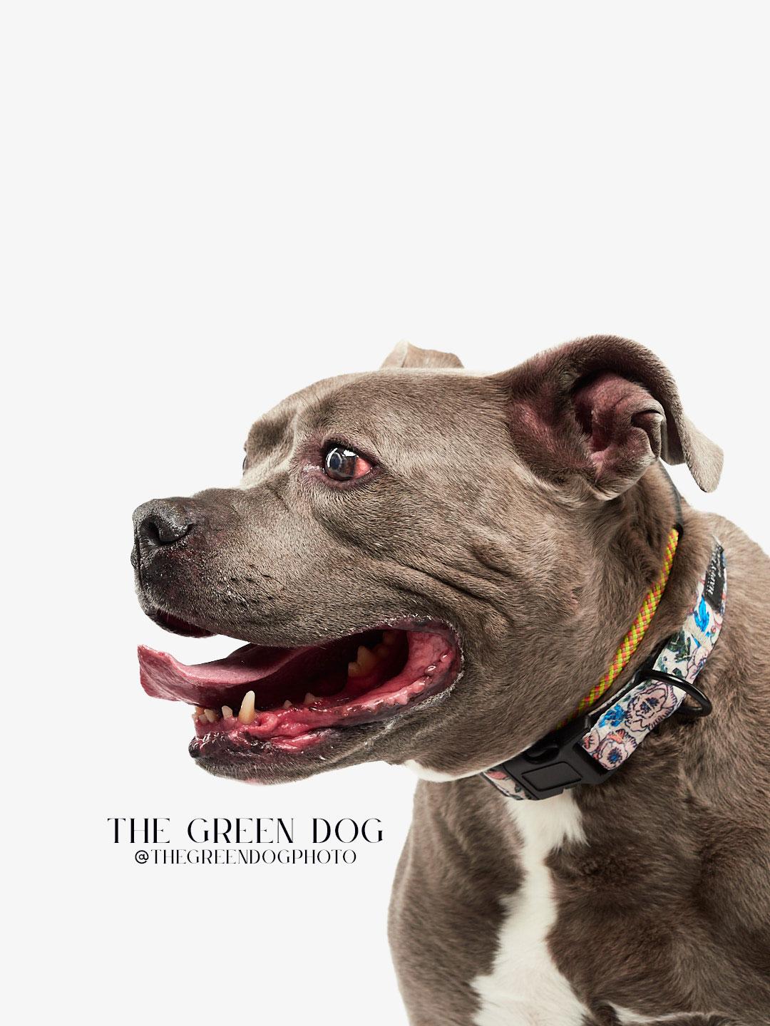 Enlarge Sweetie, a Adoptable Pit Bull Terrier in Teterboro, NJ image 2/5