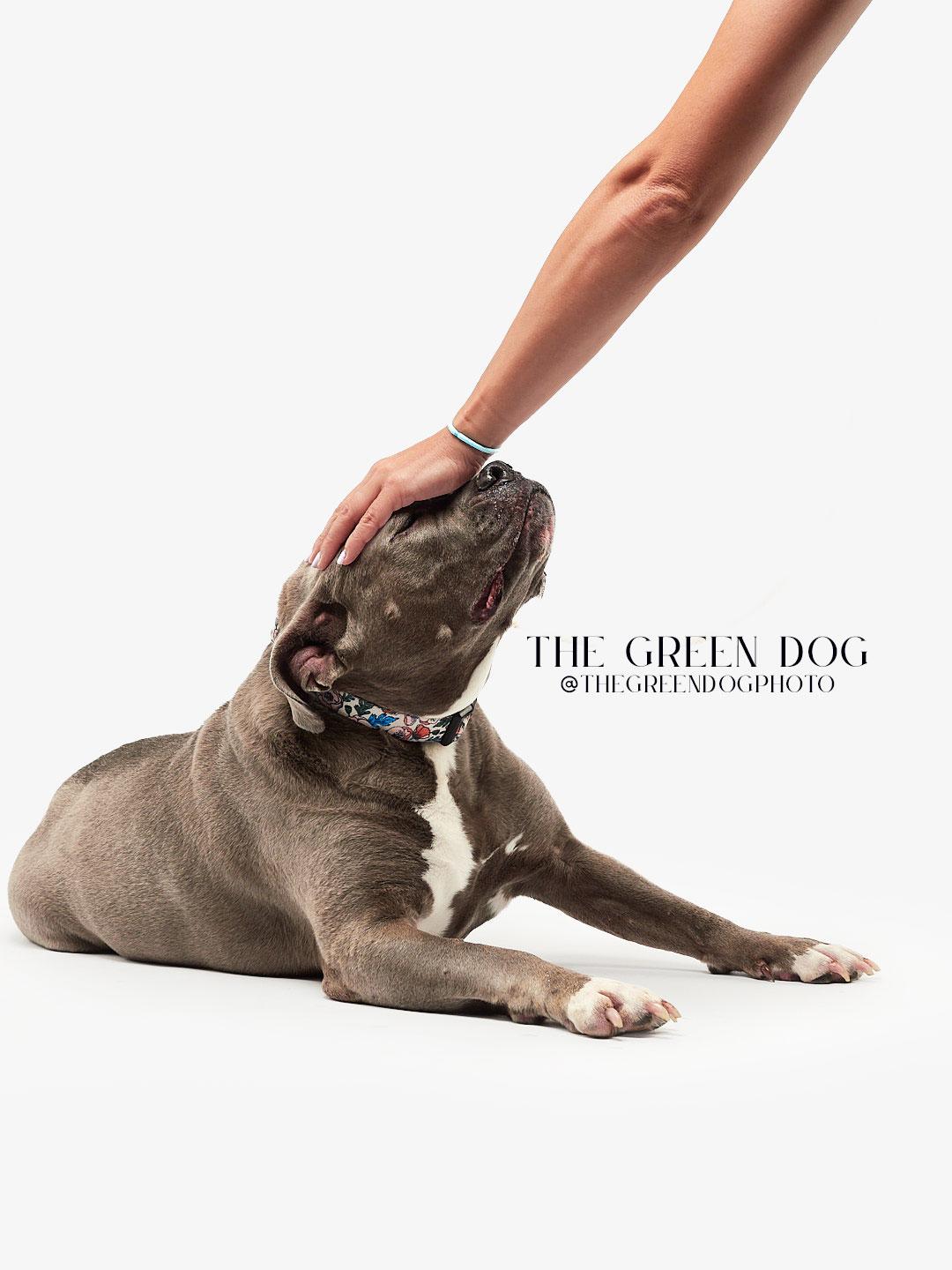 Enlarge Sweetie, a Adoptable Pit Bull Terrier in Teterboro, NJ image 5/5