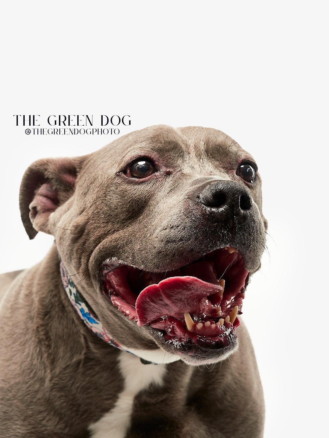 Enlarge Sweetie, a Adoptable Pit Bull Terrier in Teterboro, NJ image 1/5